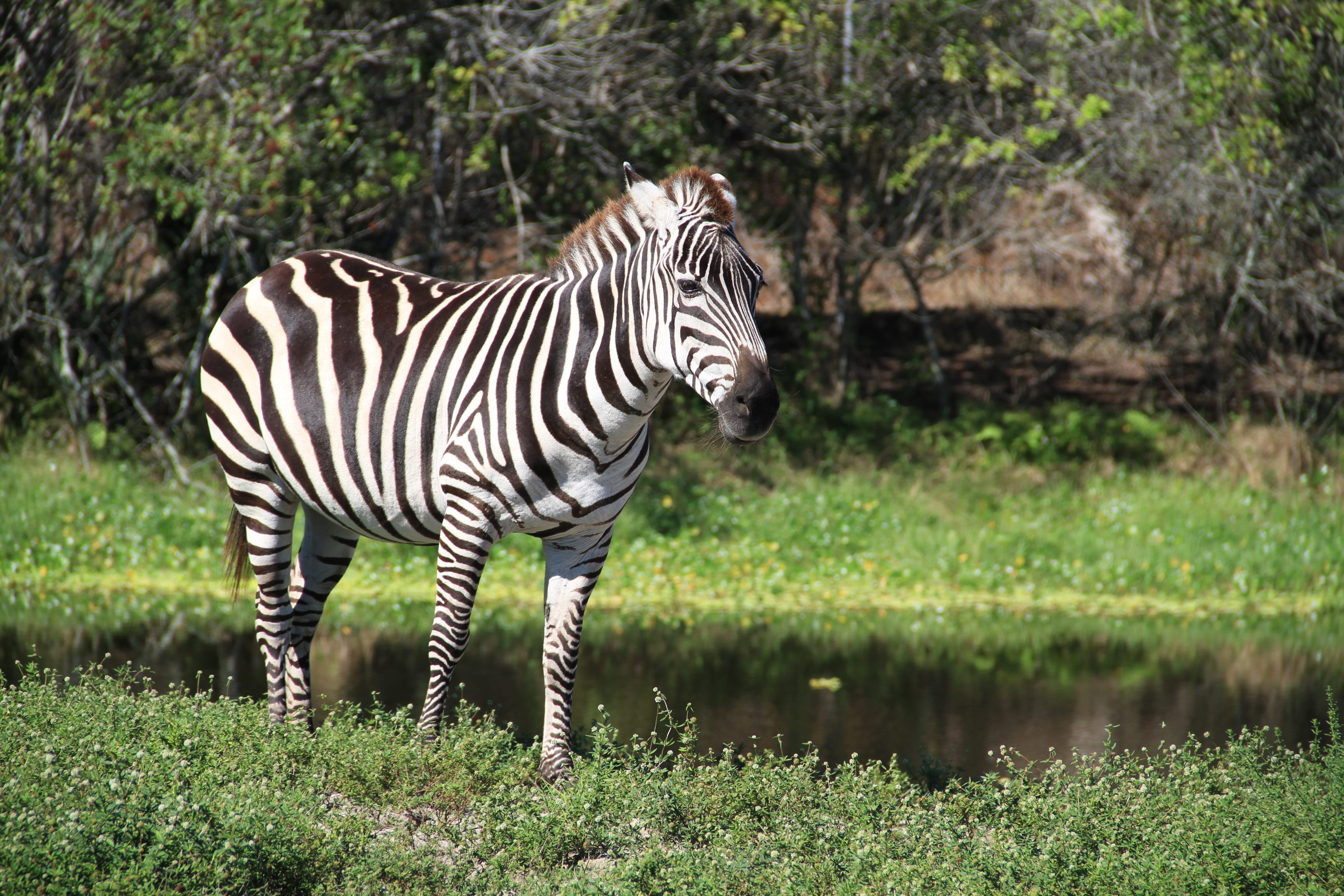 wildlife Reserve, outdoors, wildlife, drinking, grass, day, national Park, animals In The Wild, east Africa, wilderness Area, Zoo, lake, Florida, 2K, water, HD Wallpaper