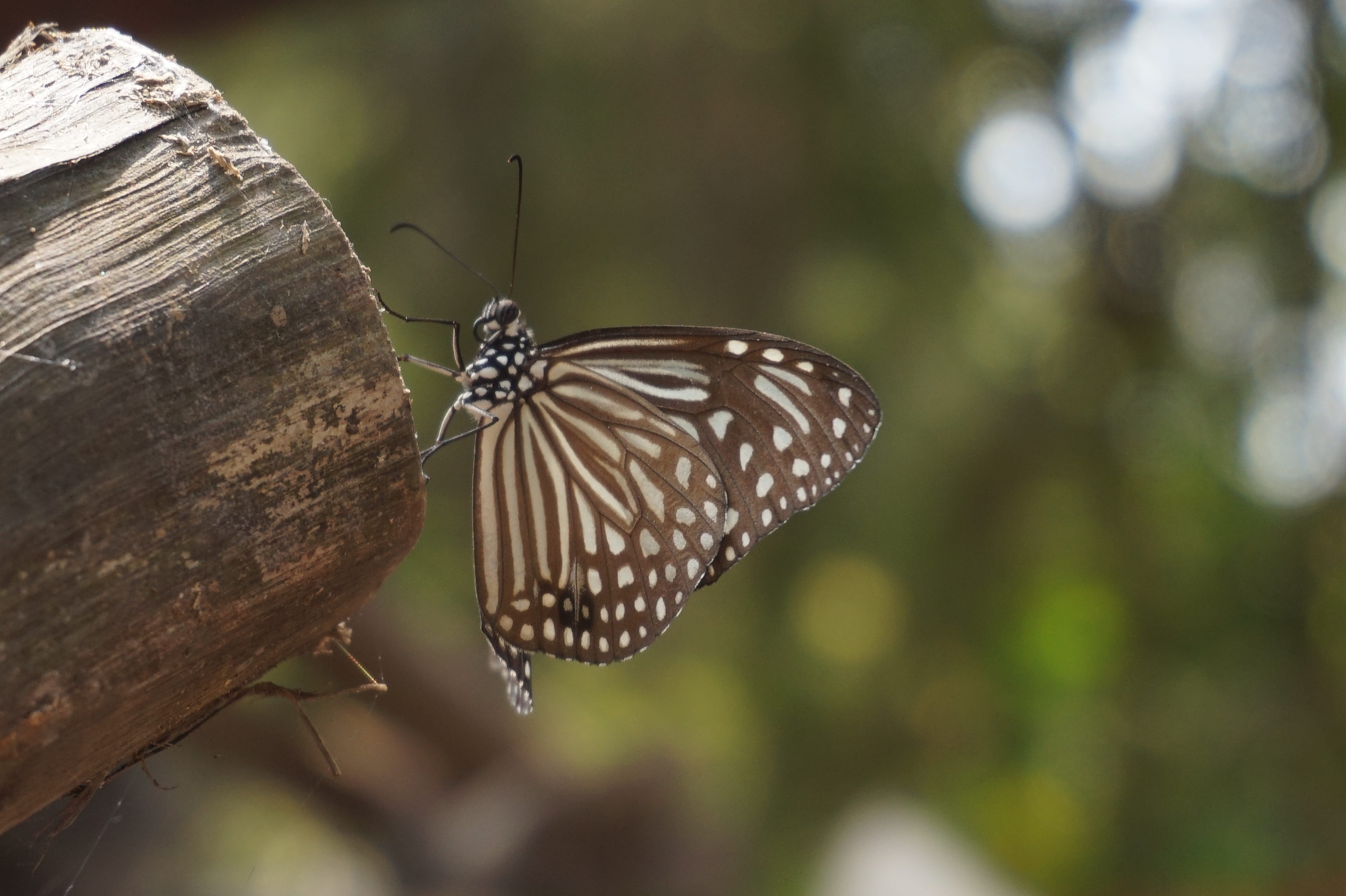 butterfly - insect, day, focus on foreground, gao giong eco-tourism, animals in the wild, animal wing, vietnam, plant, one animal, beauty in nature, 5K, HD Wallpaper