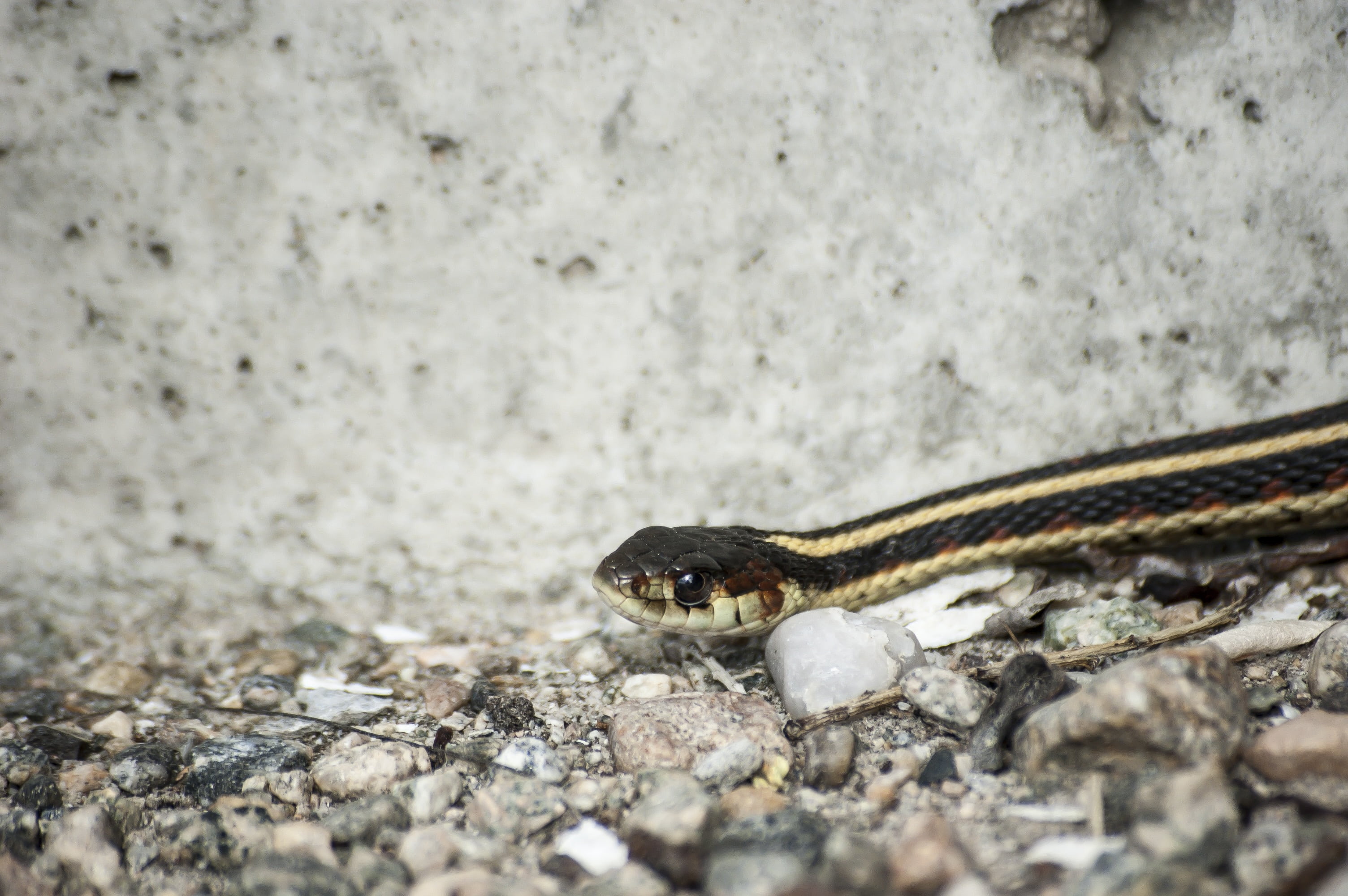 ecotourism, serpent, nature, spring, macro, animal themes, 2K, orange, wild, smooth, close-up, scale, poisonous, one, pet, color, skin, forest, animal scale, HD Wallpaper