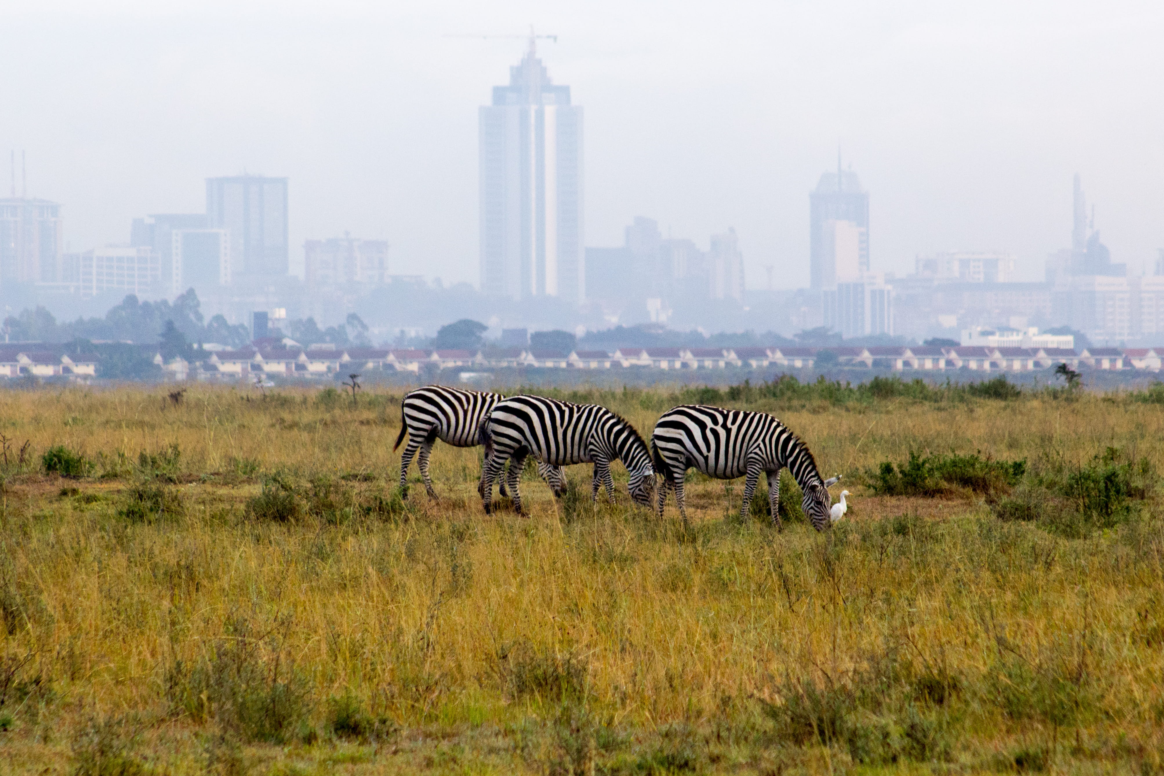 animal wildlife, herbivorous, animals in the wild, plains, travel destinations, built structure, plant, landscape, mammal, grass, spire, no people, architecture, HD Wallpaper