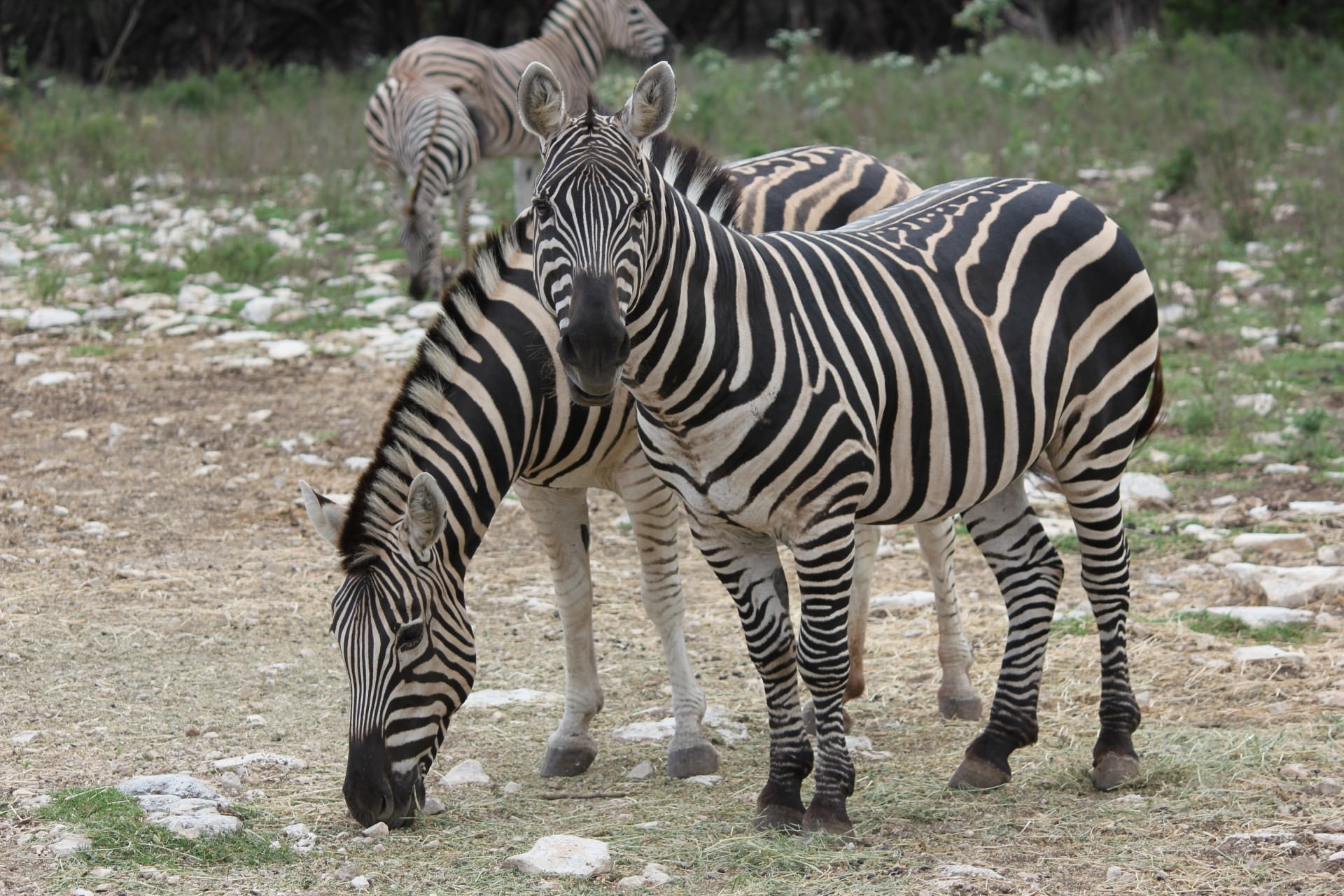 outdoors, animal, group of animals, animal wildlife, herbivorous, 1080P, stripes, savannah, mammal, focus on foreground, africa, day, safari Animals, nature, HD Wallpaper