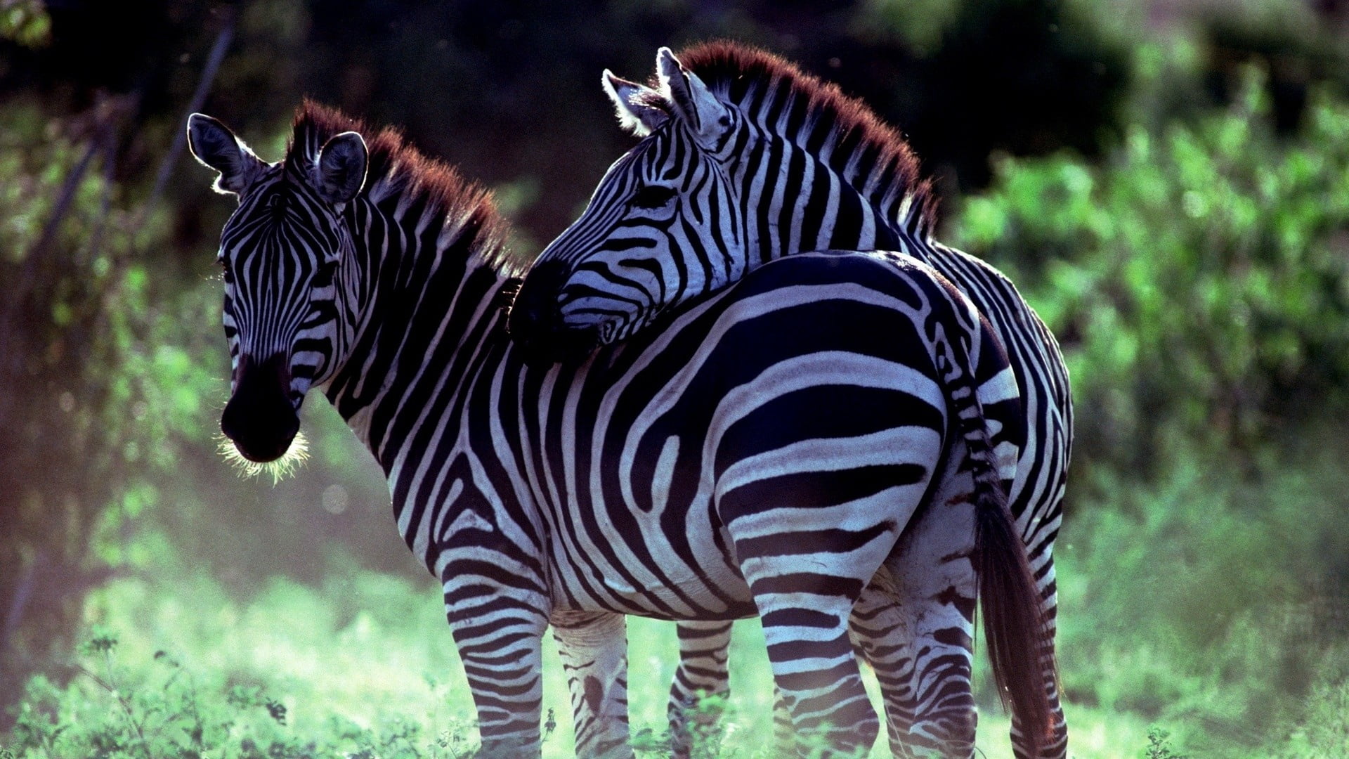 safari Animals, side view, land, beauty In Nature, natural Pattern, horse Family, couple, wildlife, animals In The Wild, wilderness Area, east Africa, vertebrate, HD Wallpaper