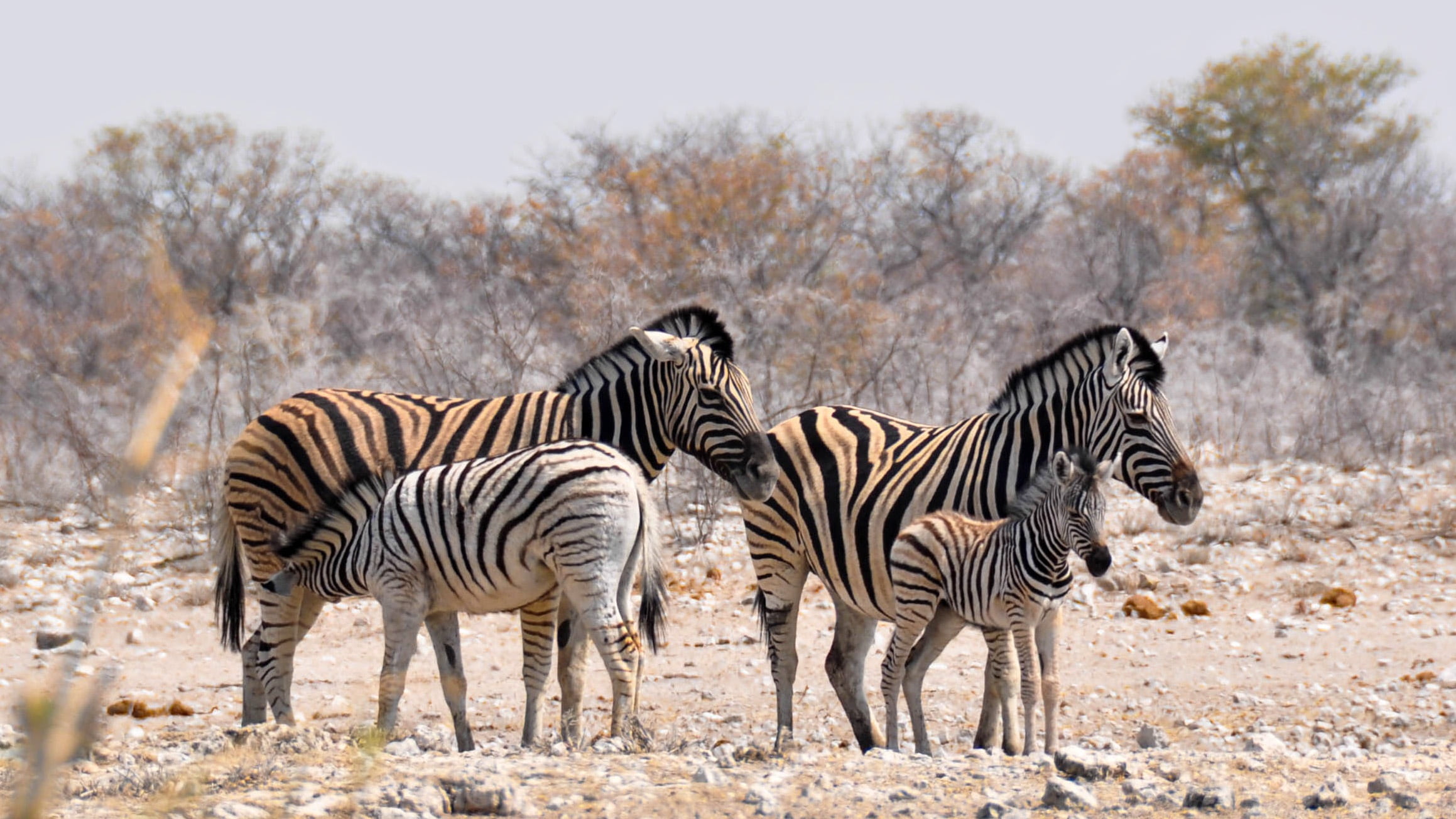 beauty in nature, bare, zebras, zebra baby, two animals, zebra, steppe, plain, mammal, serengeti National Park, horse Family, near, vertebrate, day, animal, HD Wallpaper