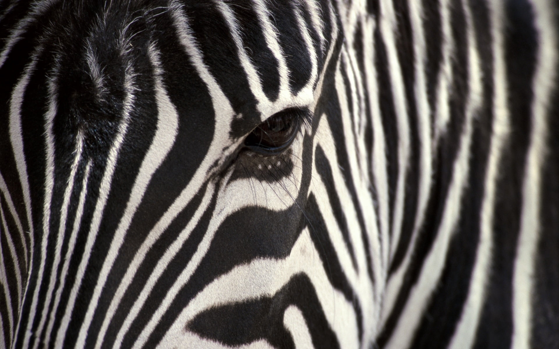 animal Skin, animals And Pets, plain, zebra Print, safari, color Image, vertebrate, animal markings, savannah, animal, strips, east Africa, herbivorous, HD Wallpaper