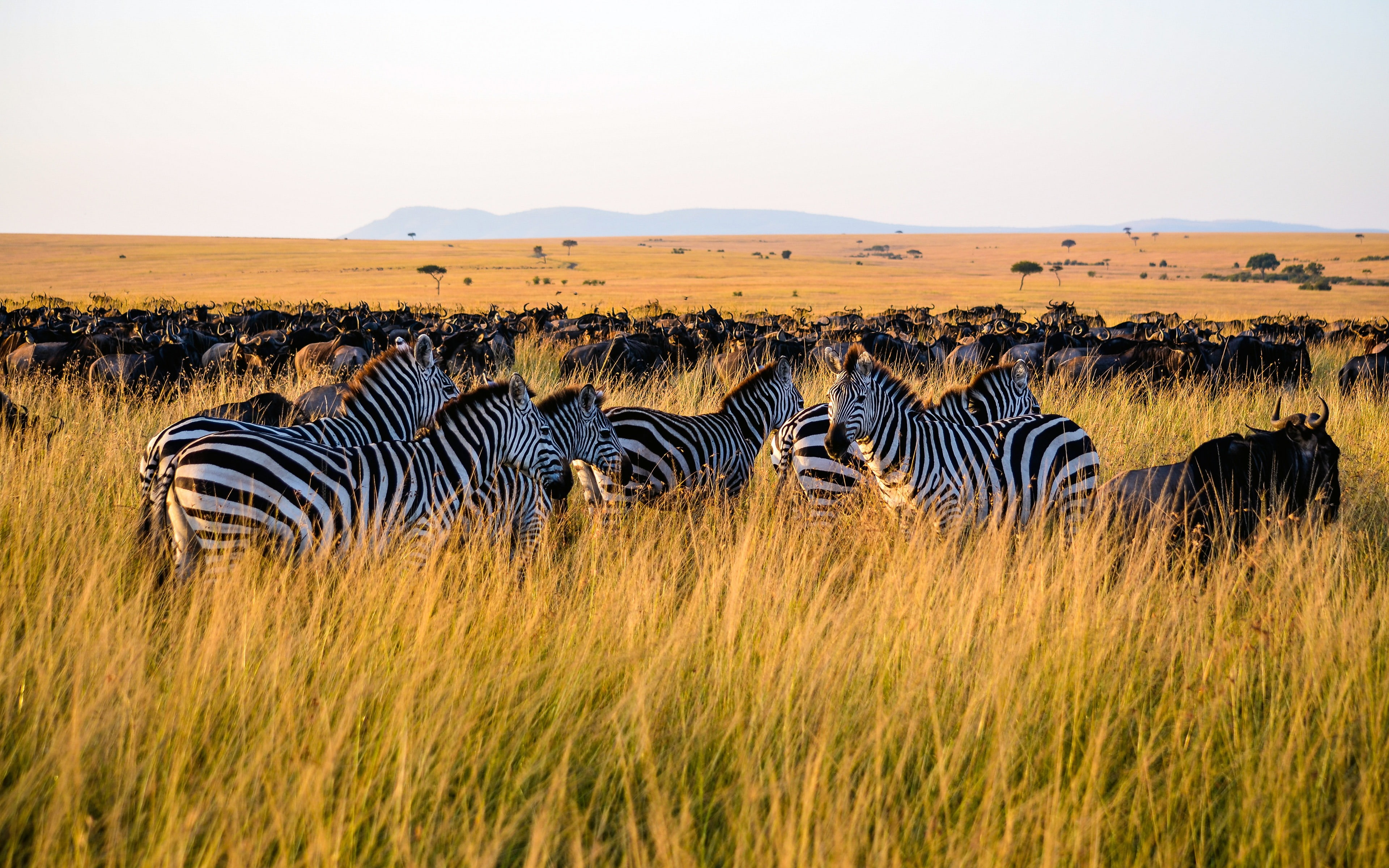 landscape, sky, plain, striped, african, grass, safari, animal themes, herbivorous, zebra, herd, autumn, group of animals, steppe, wildlife, animals in the wild, HD Wallpaper