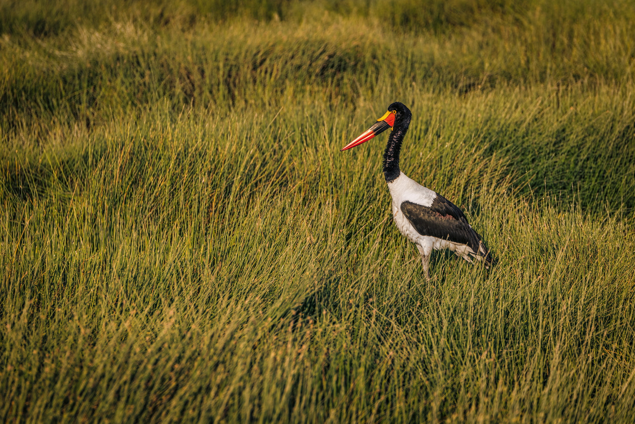 one animal, plant, outdoors, grass, color, amboseli national park, selective focus, land, nature, animals in the wild, 2K, day, green color, sunlight, HD Wallpaper