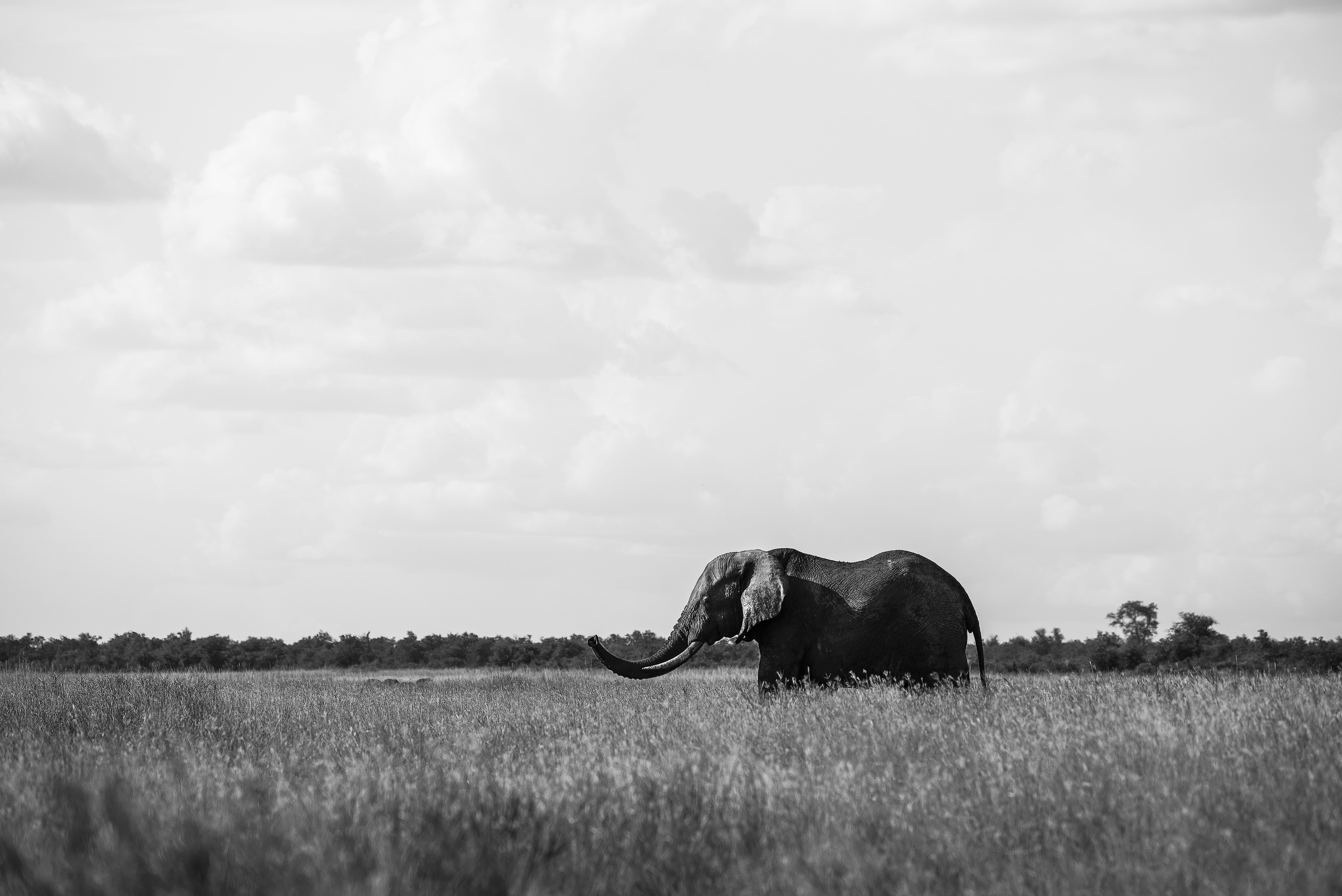 masai Mara National Reserve, wildlife Reserve, summer, grass, scenics, africa, ivory, safari Animals, forest, nature, no People, animal Trunk, wild, south-africa, HD Wallpaper
