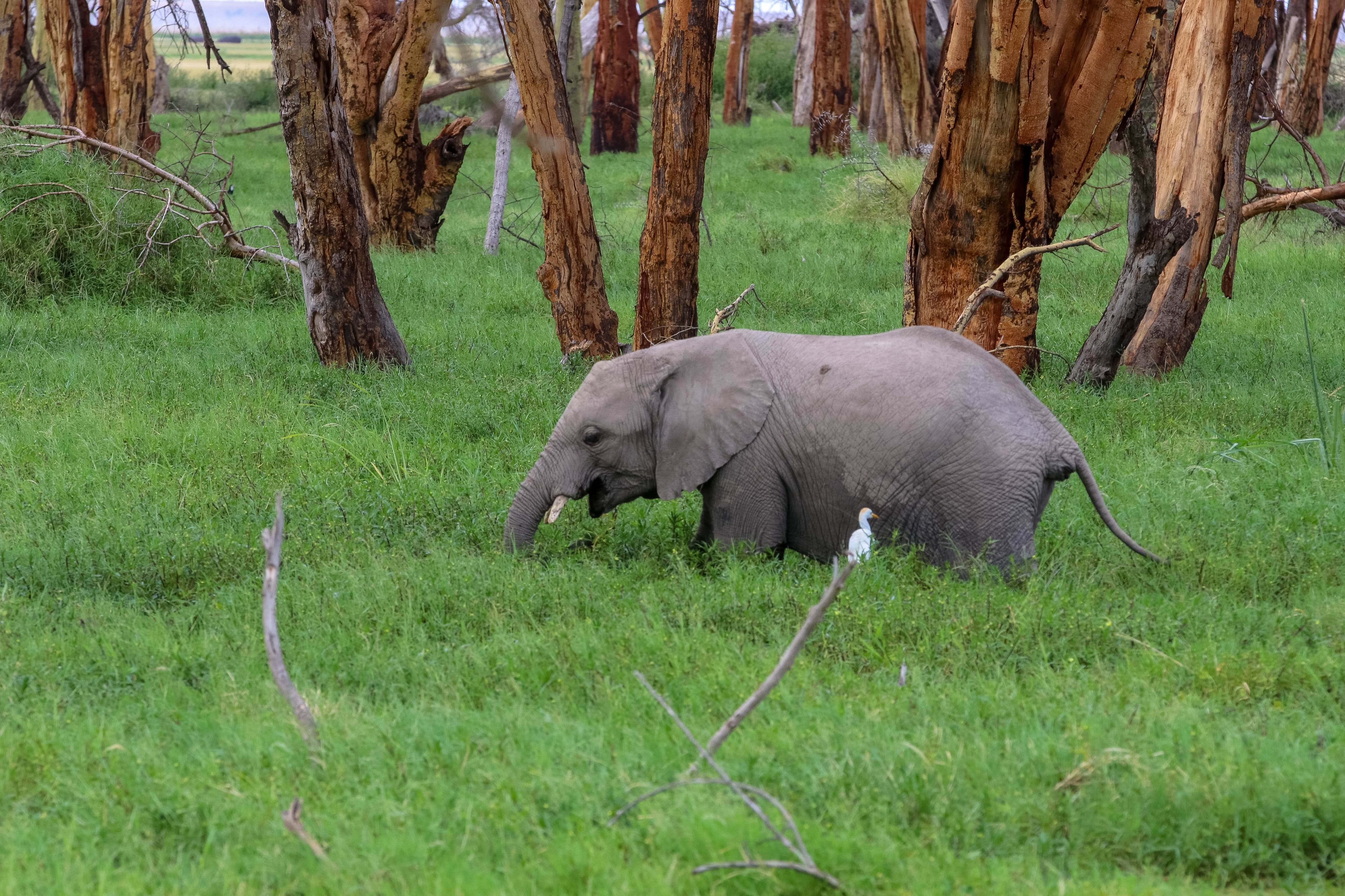 green color, domestic animals, tree trunk, day, plant, animal, africa, mangrove, animals in the wild, no people, wilderness, kenya, mammal, grass, vertebrate, HD Wallpaper