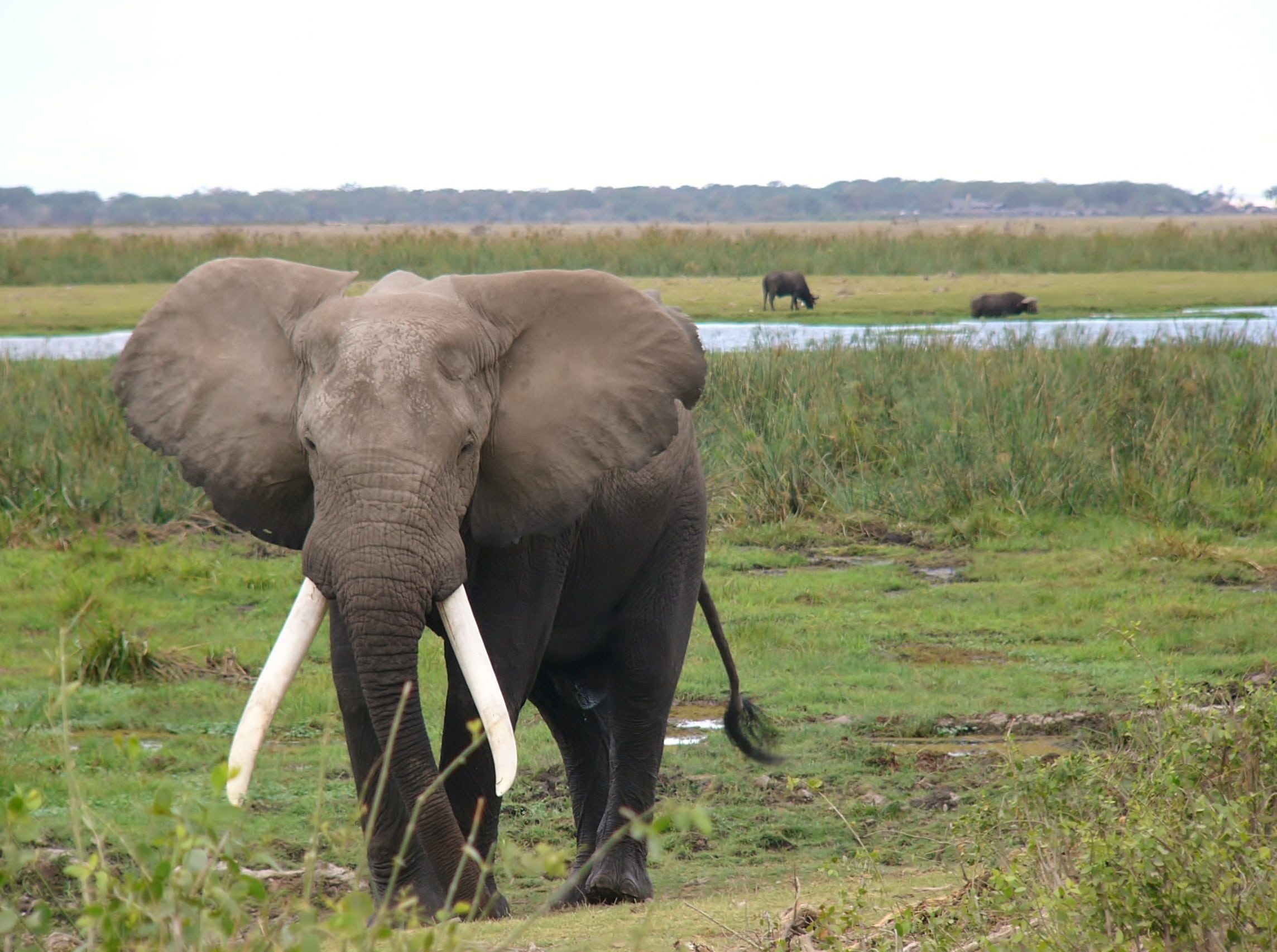 herbivorous, animals, animal family, landscape, wilderness, animal wildlife, environment, outdoors, group of animals, nature, elephant, 1080P, land, amboseli national park, HD Wallpaper