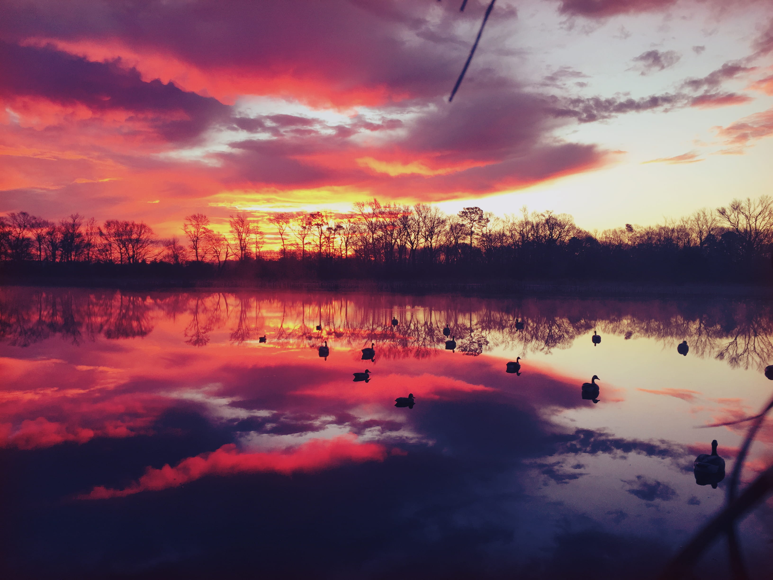 tranquil scene, hunting, no people, idyllic, waterfront, non-urban scene, animals in the wild, cloud - sky, orange color, plant, beauty in nature, scenics - nature, HD Wallpaper