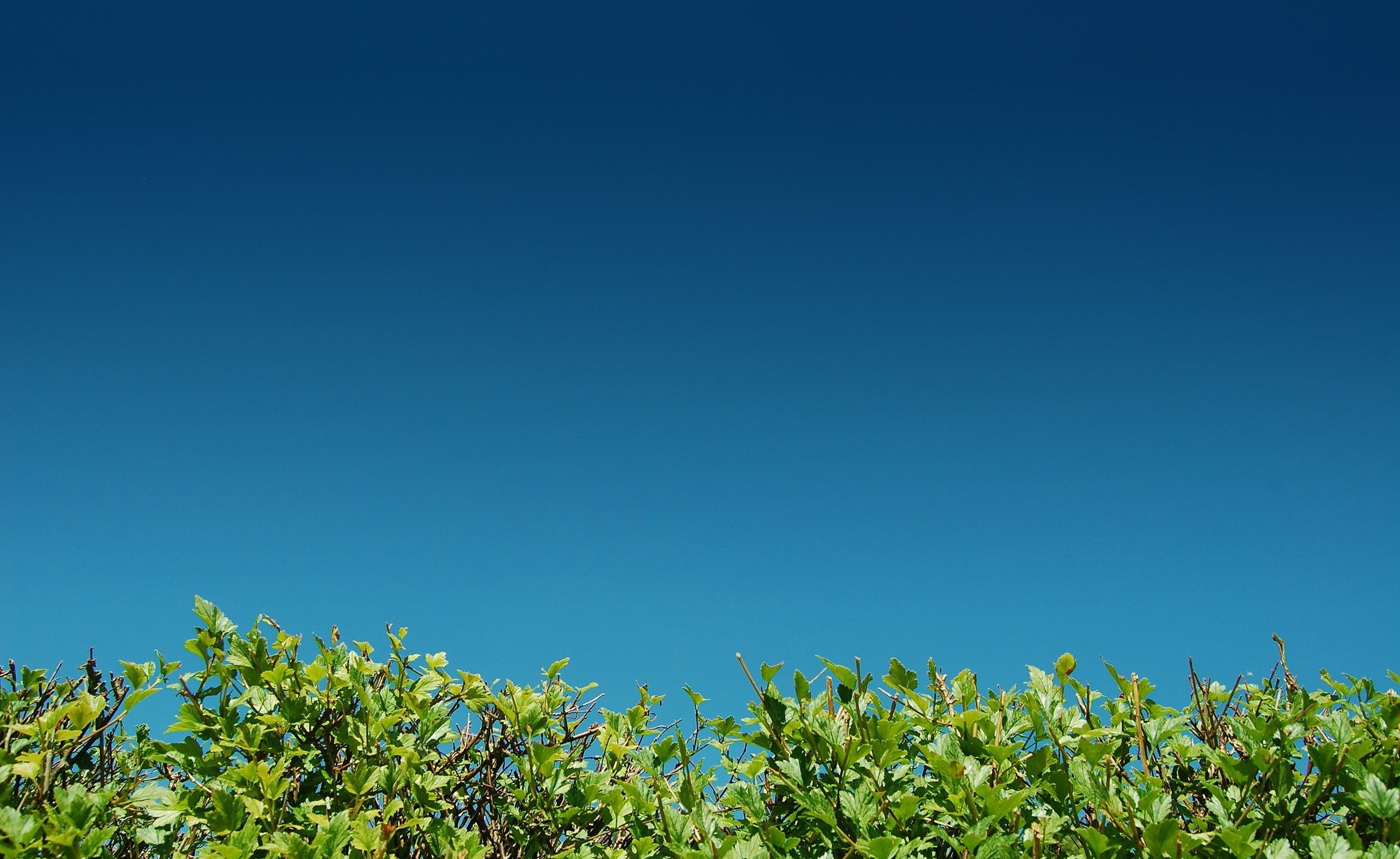 outdoors, tranquility, beauty in nature, Bushes, plants, plant part, land, leaf, sunlight, photography, no people, turquoise colored, plant, green color, HD Wallpaper