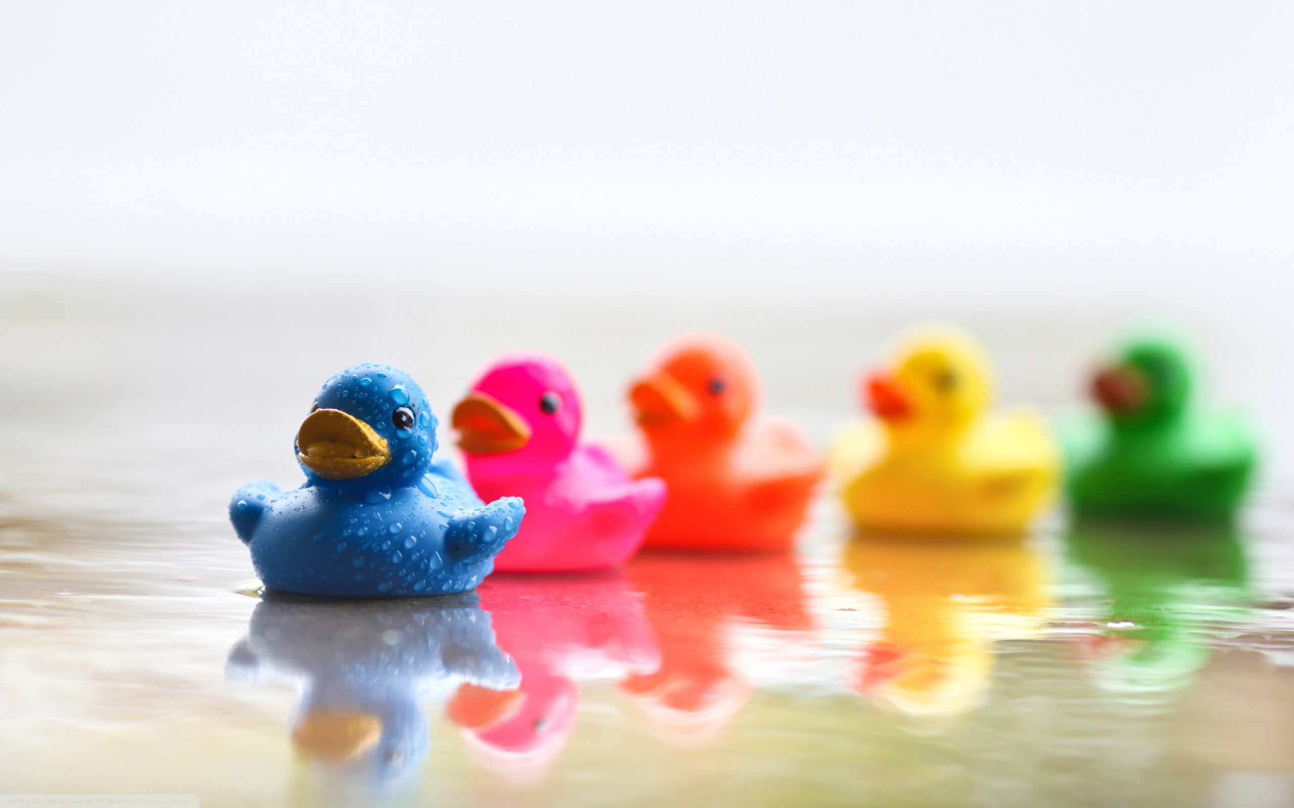 Cute, donald duck, duck, duck hunting, photography, 2560x1600, 2K, hd, background, HD Wallpaper