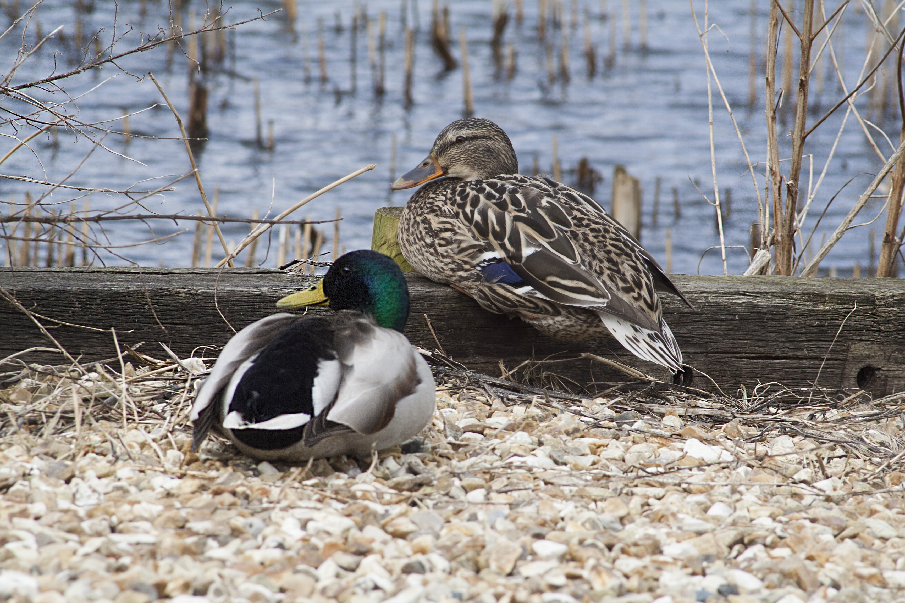 plumage, selective focus, waterfowl, outdoors, animal wildlife, lake, hunting, animal, bird, ornithology, beak, 2K, water, water bird, female animal, day, HD Wallpaper