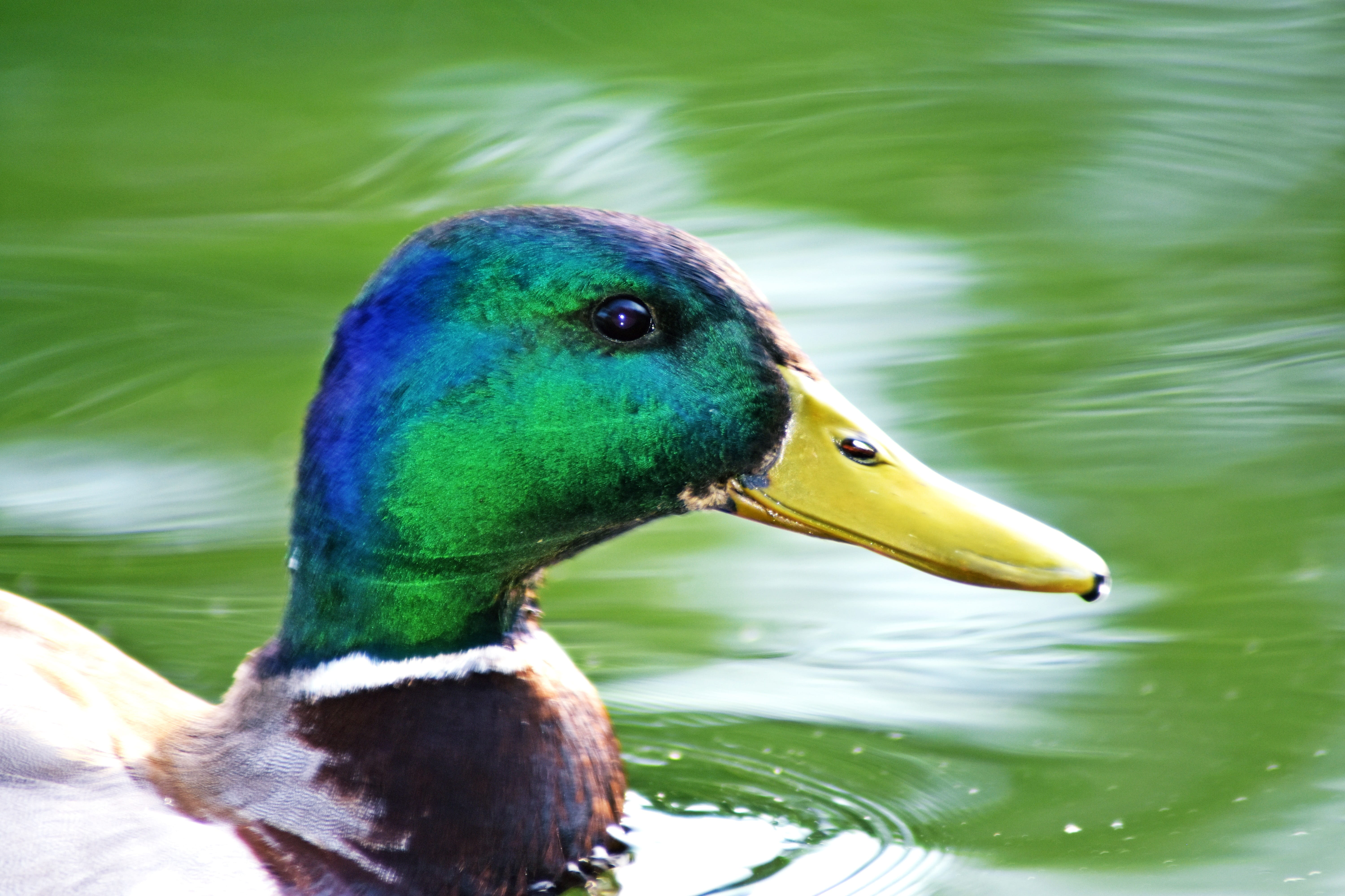 bird, lake, animal themes, waterfront, water bird hunting, swimming, landscape, animal head, beak, focus on foreground, no people, nature, waterfowl, water surface, HD Wallpaper