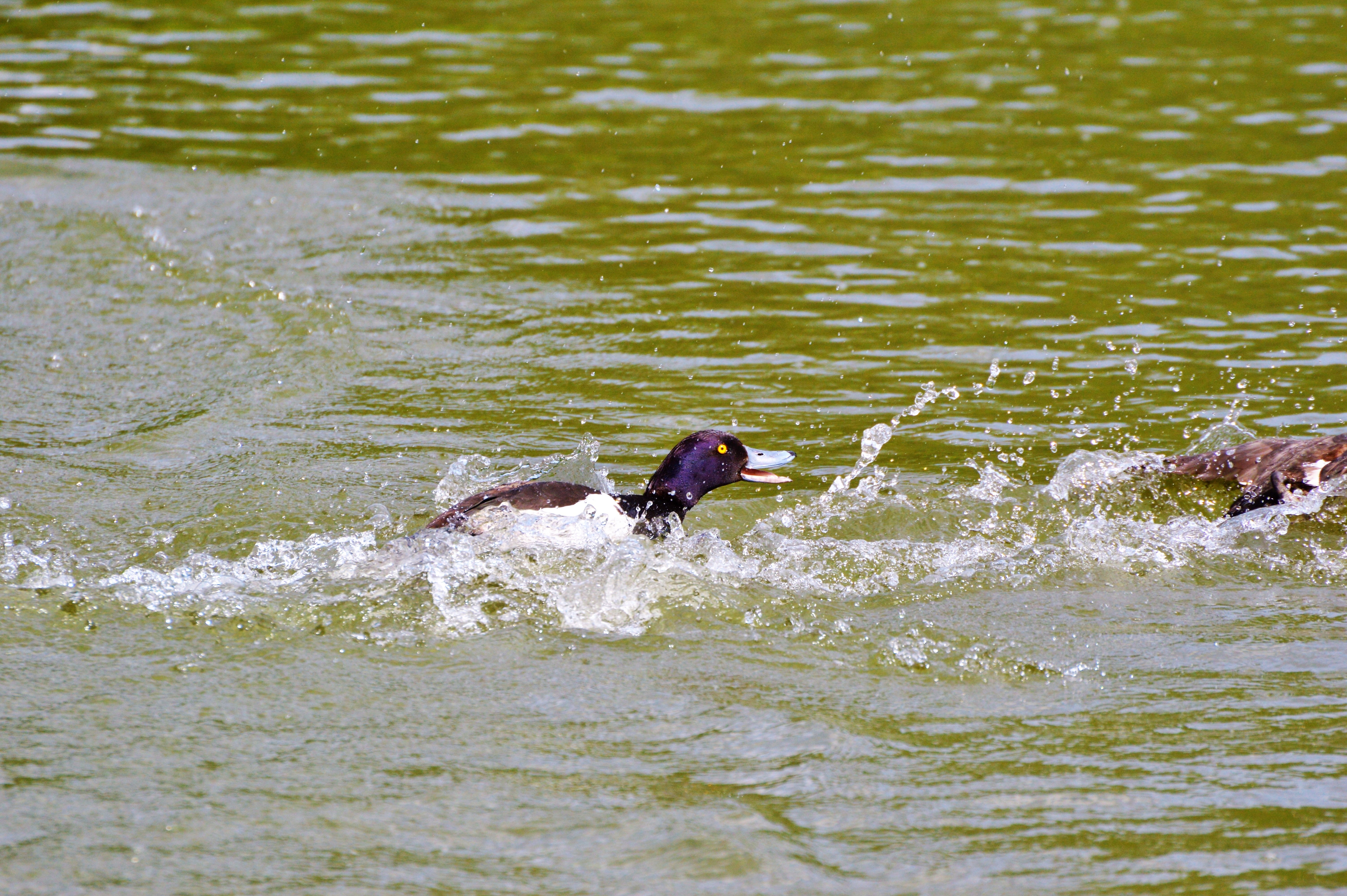 water, drip, fly, waterfront, drop of water, no people, splashing, row pension, motion, animal wildlife, 5K, hunting, animal themes, animal head, vertebrate, HD Wallpaper