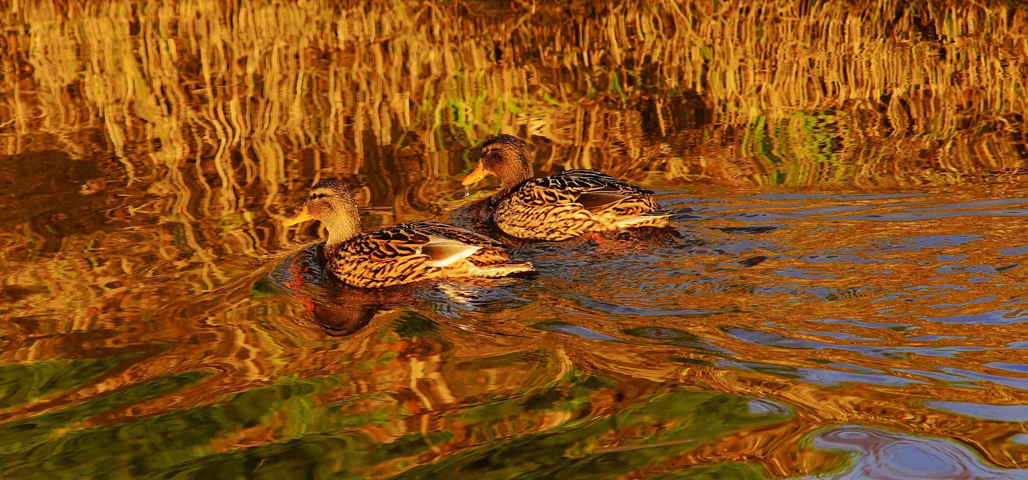 animal world, birds, swimming, animal themes, animals in the wild, beautiful, nature, aquatic animals, two, female mallard, stealth, golden humor, reptile, HD Wallpaper