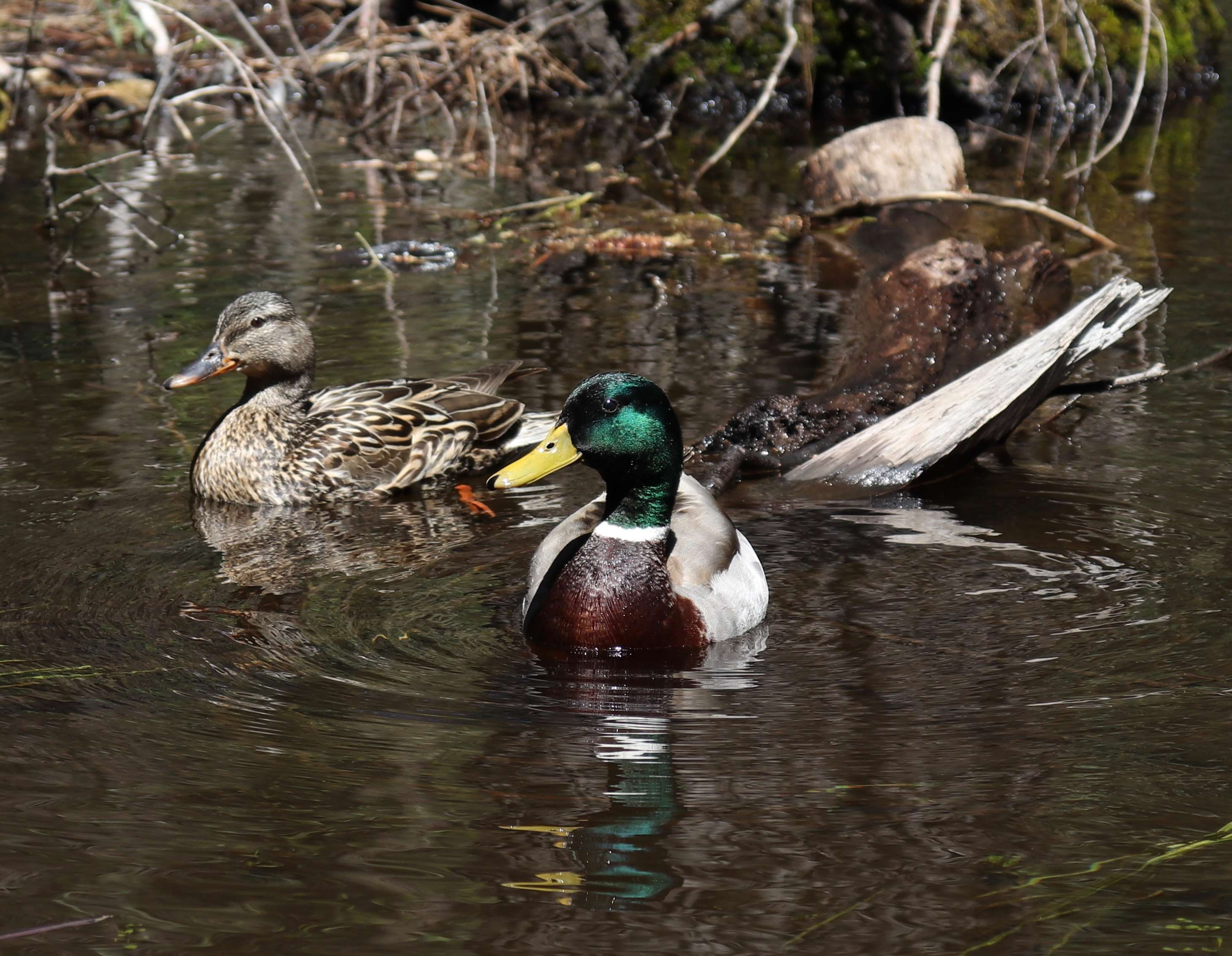 duck, ducks, pet, group of animals, ripples, male animal, outdoors, water, mallard duck, water bird, no people, vertebrate, animal, animals, poultry, 2K, HD Wallpaper