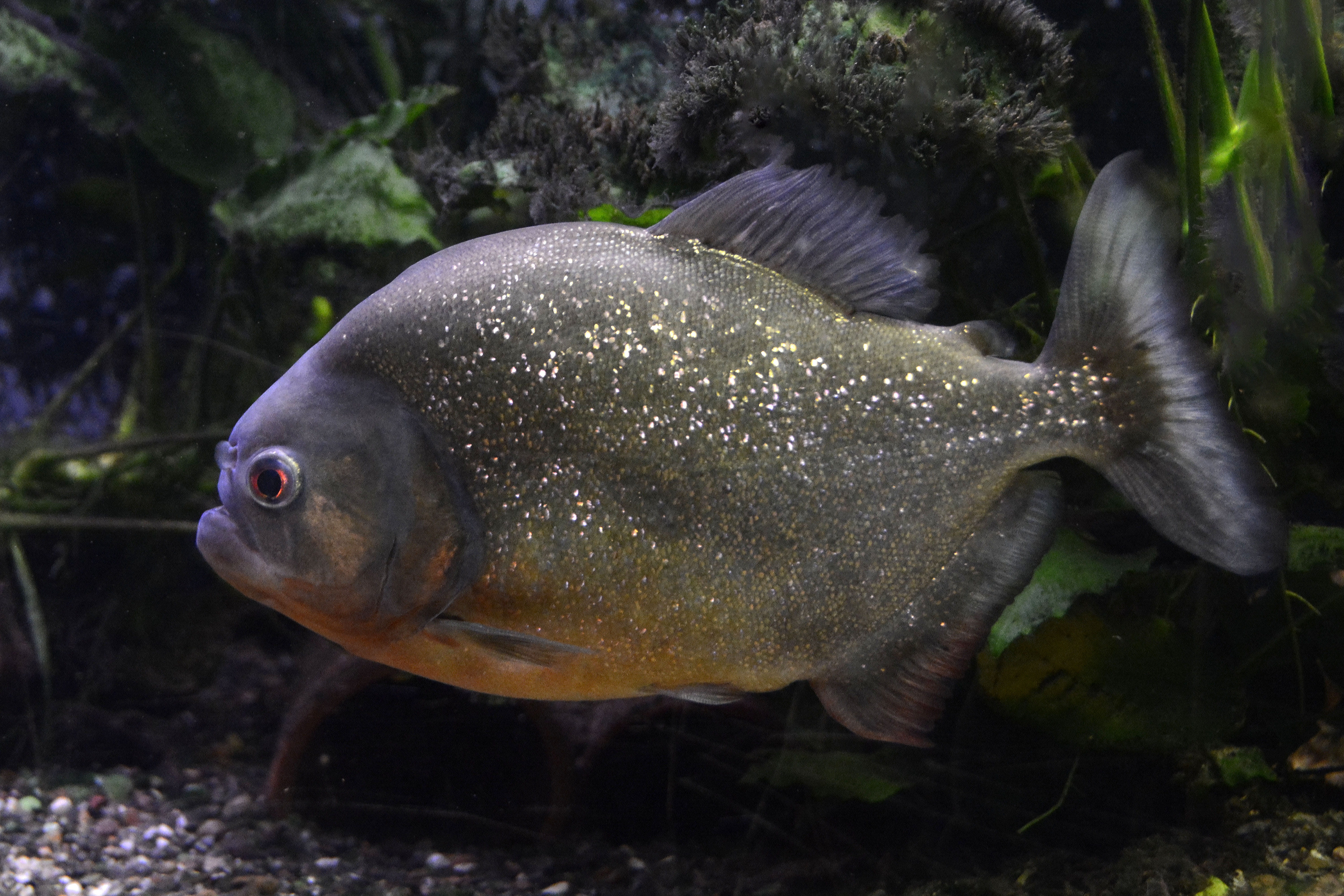 5K, near, animal, piranha, aquarium, tropical, plant, risk, animal themes, animal world, animal scale, exotic, sea, one animal, gray, animal wildlife, HD Wallpaper