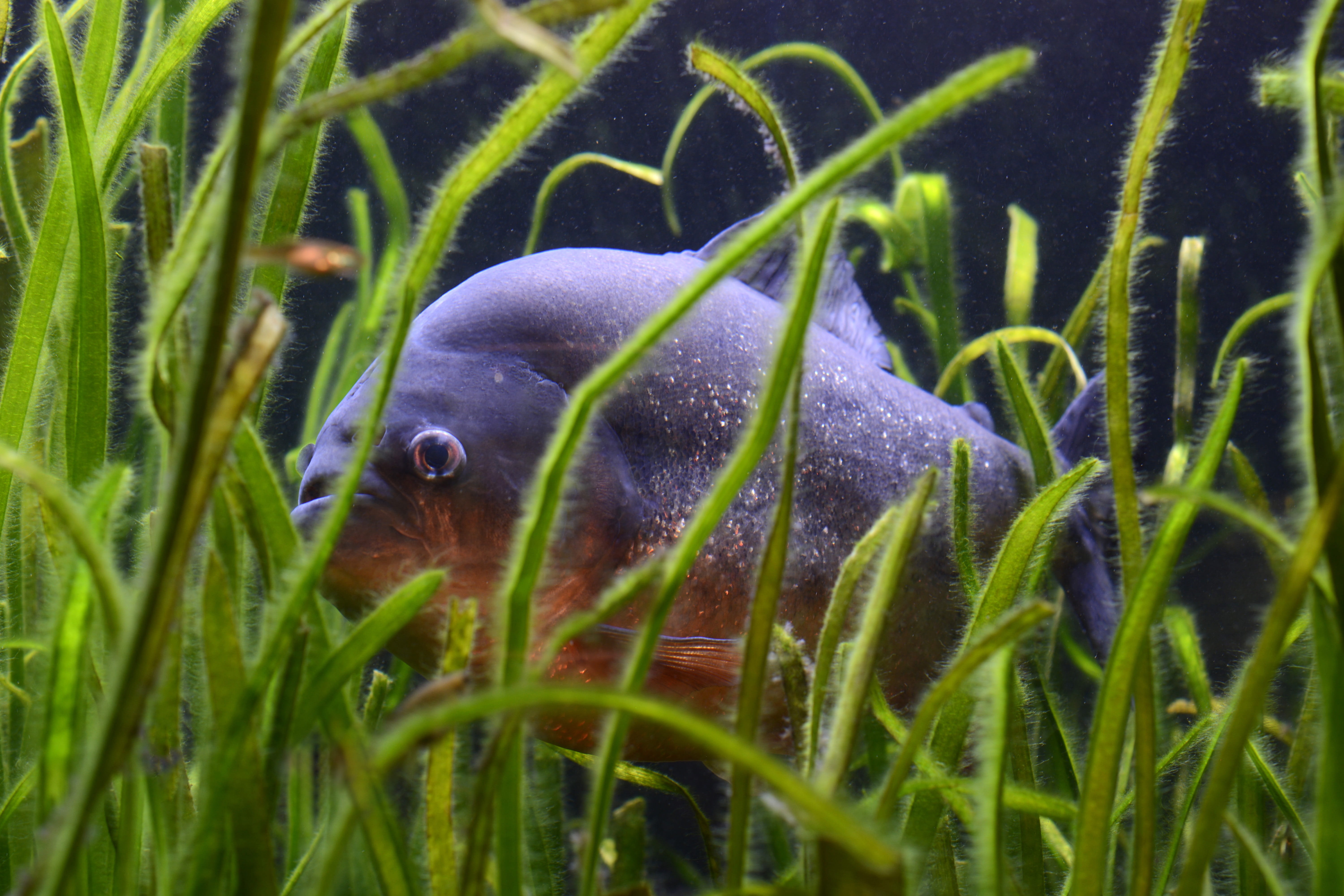 animal themes, grass, grey, animal world, 5K, animal, fish, animals in the wild, animal wildlife, orange fish, underwater, plant, green grass, water, risk, HD Wallpaper
