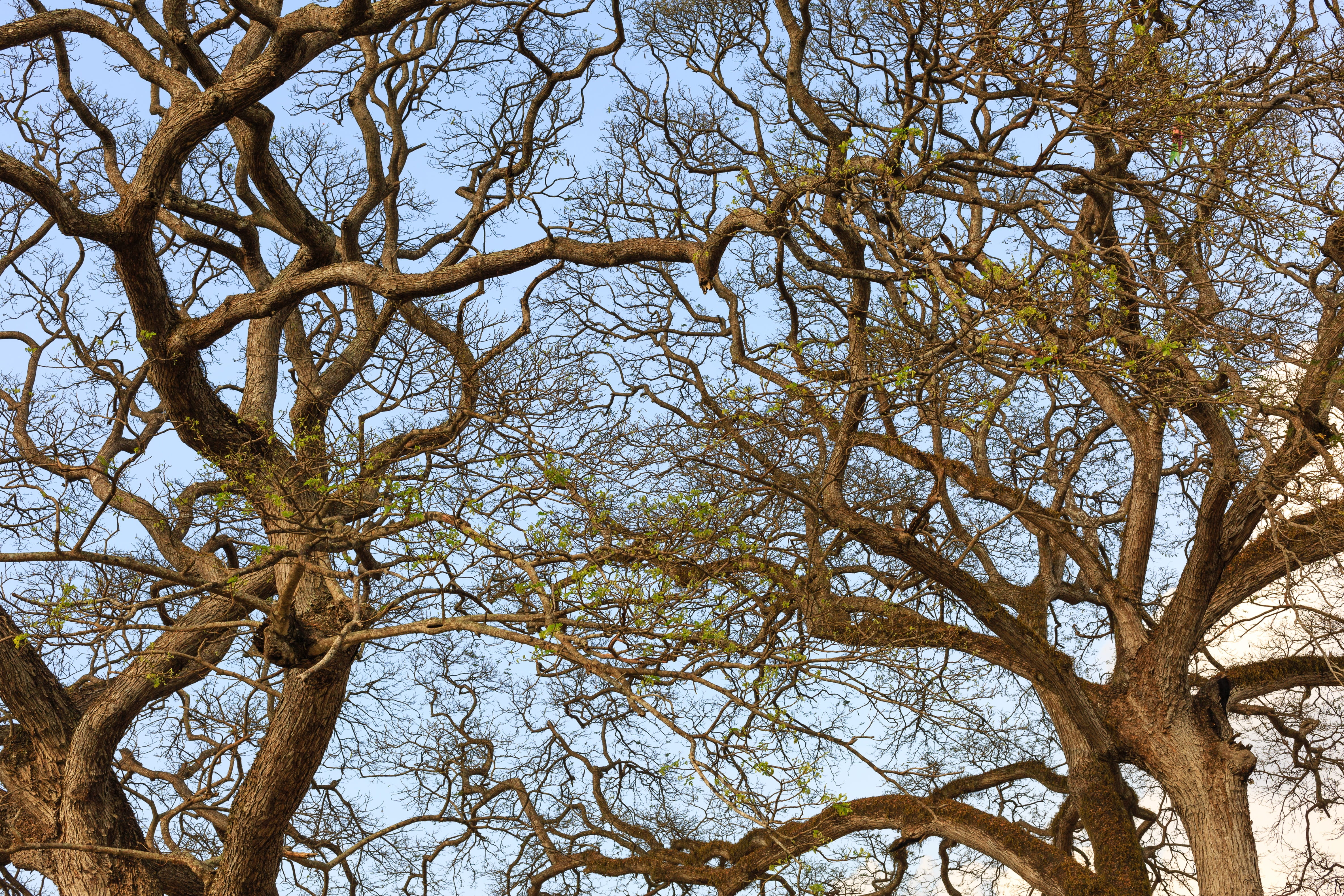 trunk, tree trunk, the dry tree, lonely, sky, plant, friends, khônggian, curve, link, schools, retro, beauty in nature, tree, thờigian, dream, day, branch, HD Wallpaper