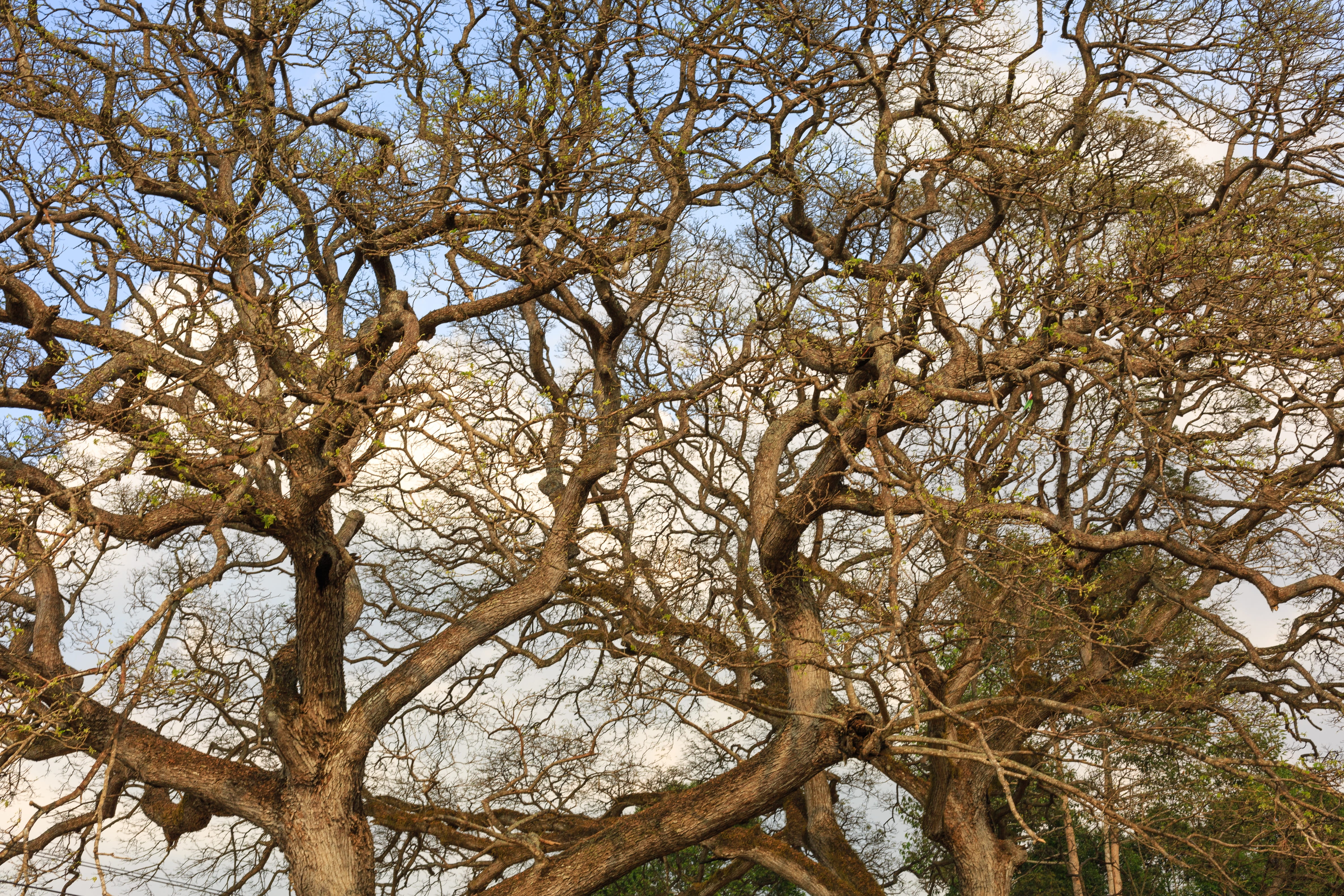 khônggian, family, bare tree, 4K, twigs, the dry tree, knit into each other, low angle view, tree, retro, growth, beauty in nature, old, dry leaves, young, HD Wallpaper