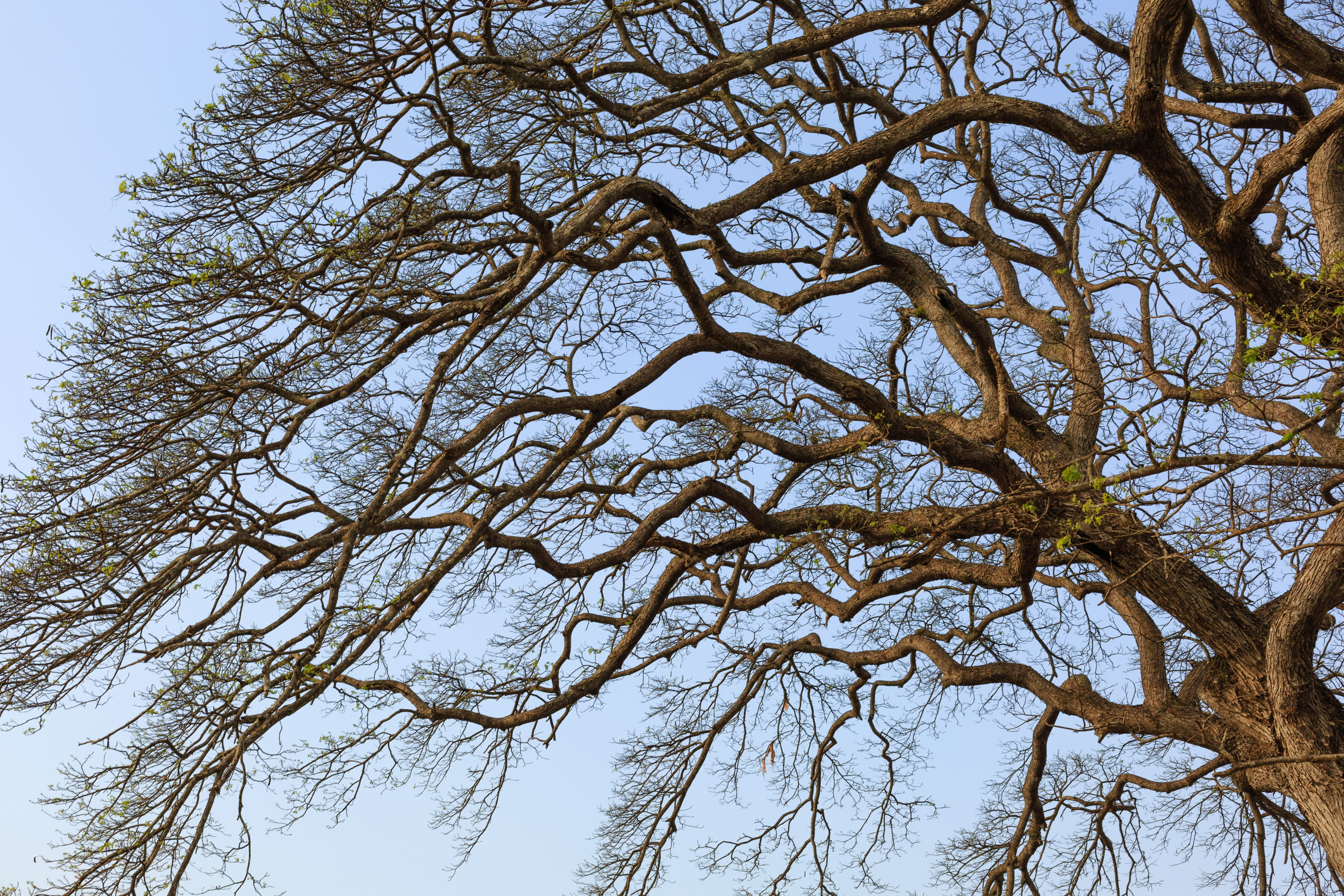 plant, schools, green, friends, outdoors, curve, forest, mùathu, hair, winter, the dry tree, knit into each other, link, time, sky, trunk, dry leaves, love, HD Wallpaper
