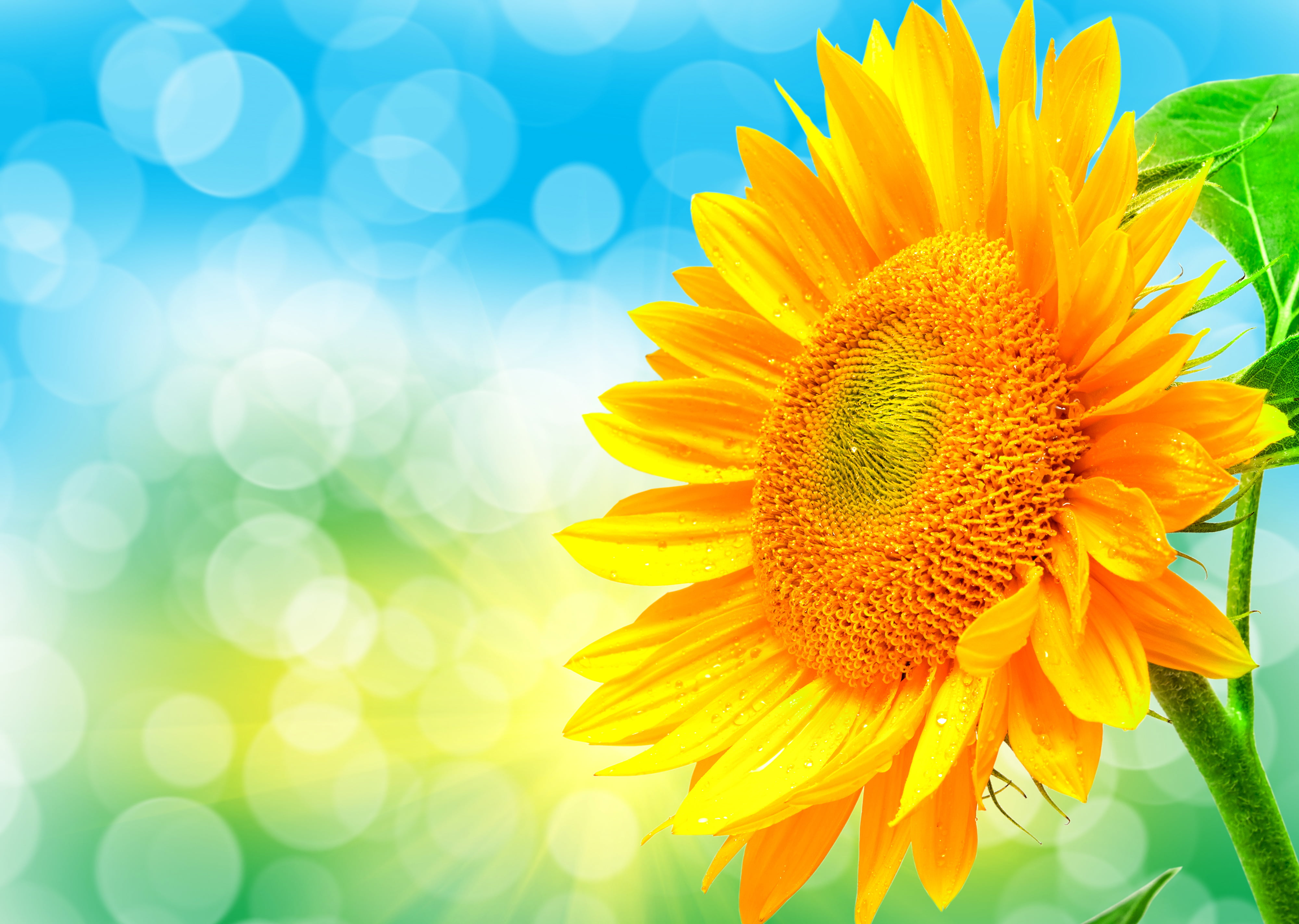 blossom, close-up, day, freshness, growth, focus on foreground, sunflower, landscape, season, bright, light, multi Colored, agriculture, botany, orange Color, HD Wallpaper