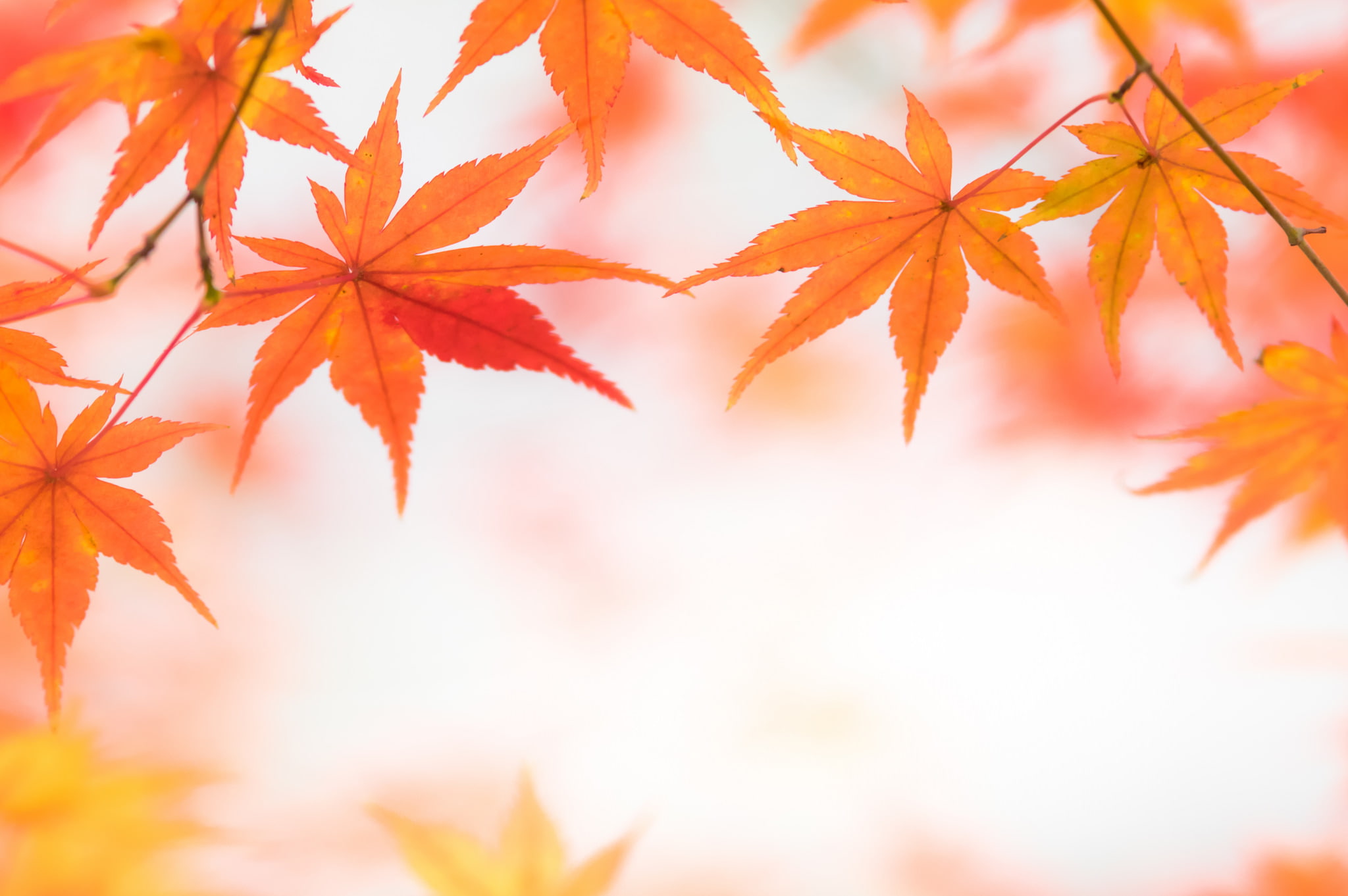 light, maple, 1080P, Blik, leaves, autumn, HD Wallpaper