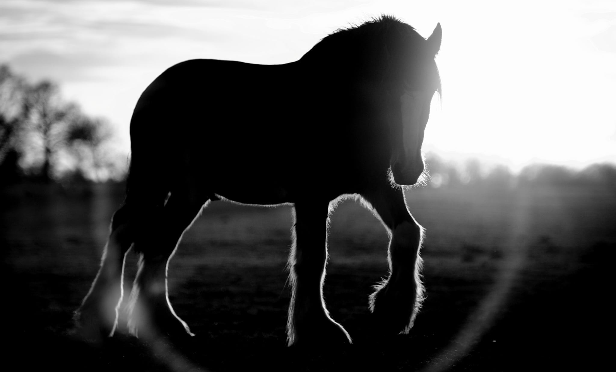 vertebrate, domestic, nature, lens, sky, pets, silhouette, Blik, grass, one animal, herbivorous, animal, field, animal wildlife, animal themes, domestic animals, HD Wallpaper