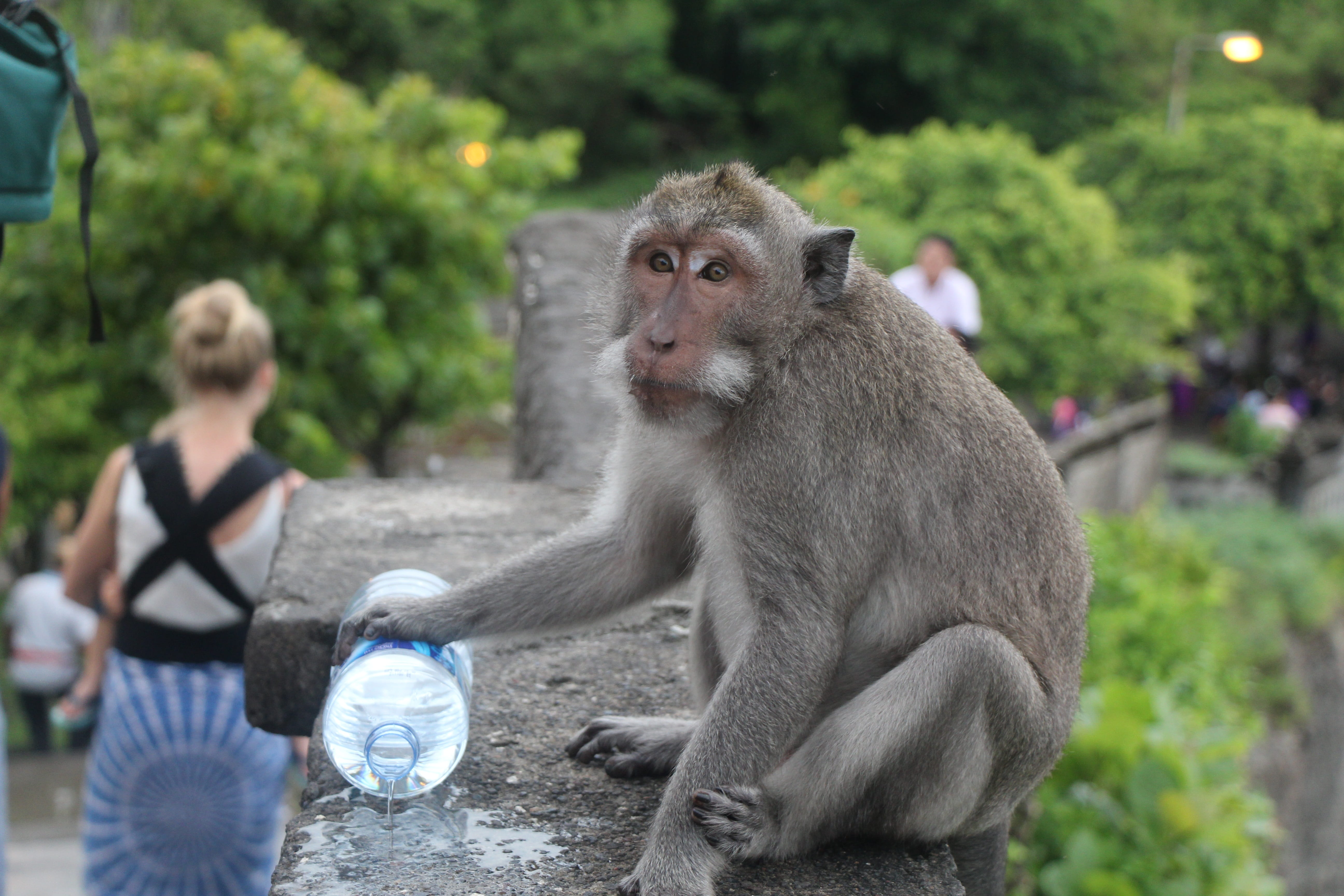 incidental people, looking, water, full length, sitting, 5K, outdoors, Bali, animals in the wild, uluwatu temple, people, plant, Mammal, cute, one animal, HD Wallpaper