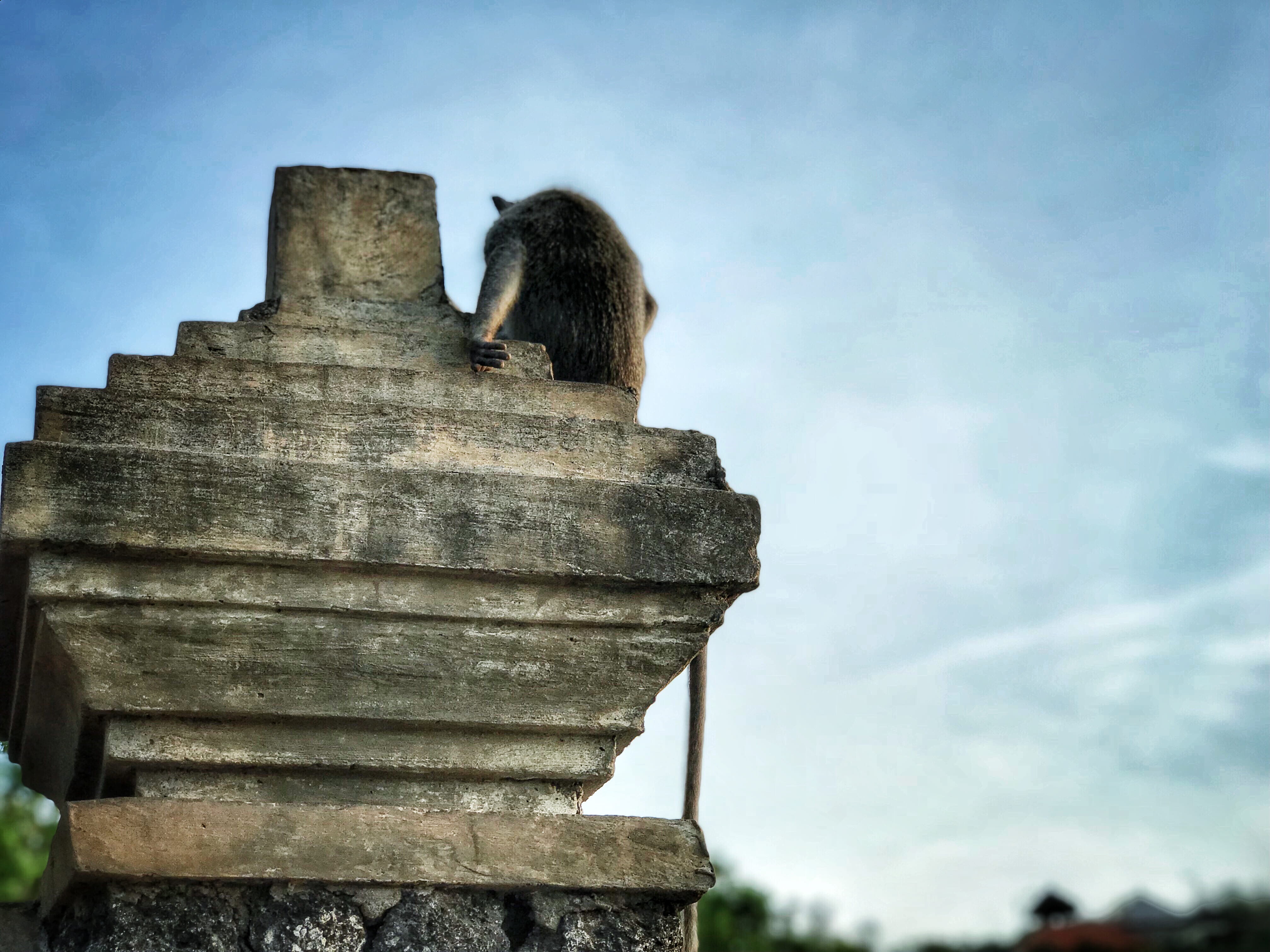 adult, architecture, built structure, people, sitting, full length, uluwatu, real people, animal wildlife, women, animals in the wild, asium, animal, temple, HD Wallpaper
