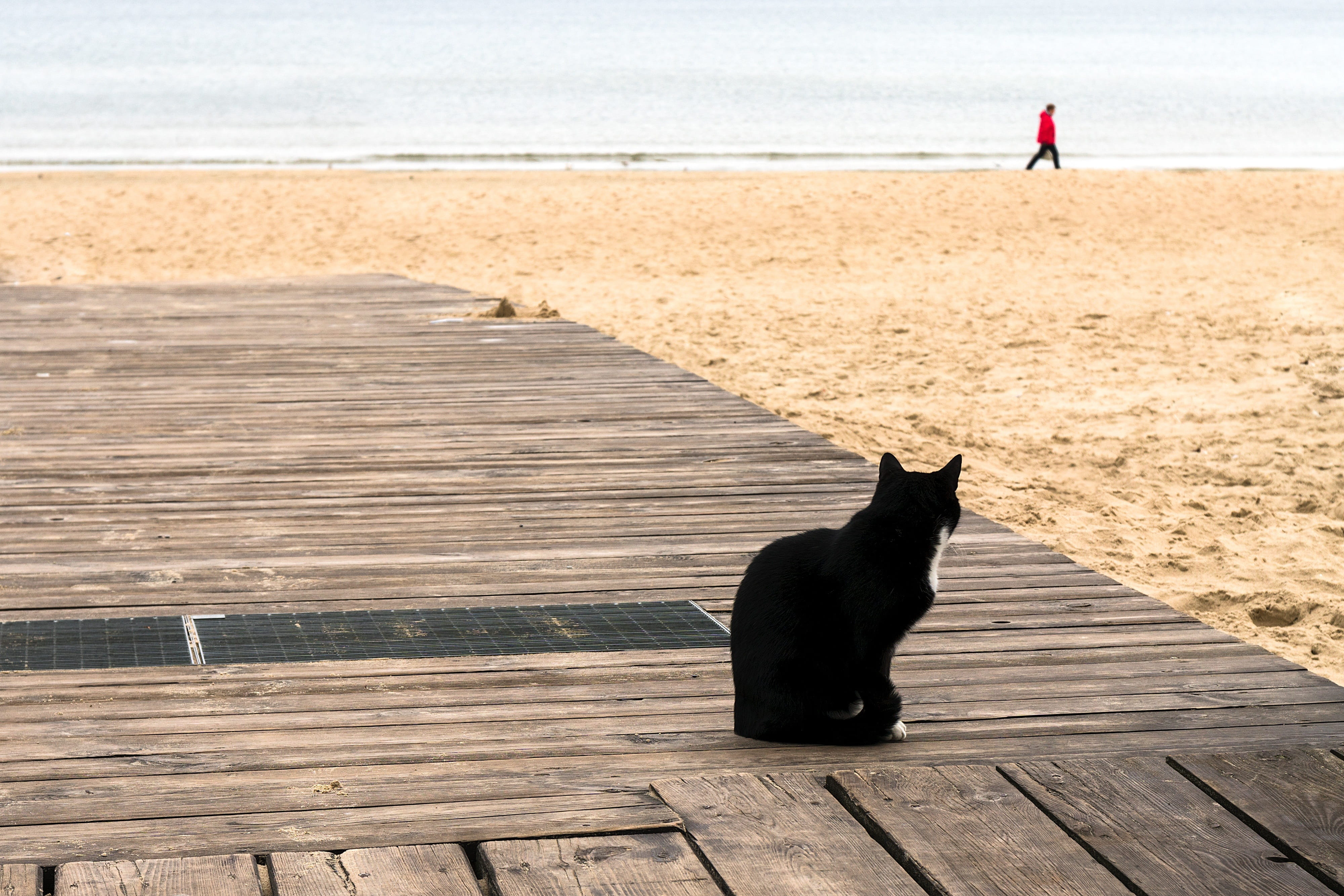 wood, red, jacket, shore, beach, goal, waves, focus, boardwalk, dog, white, outdoor, blue, kitten, master, missing, sea, land, standing, path, seaside, HD Wallpaper