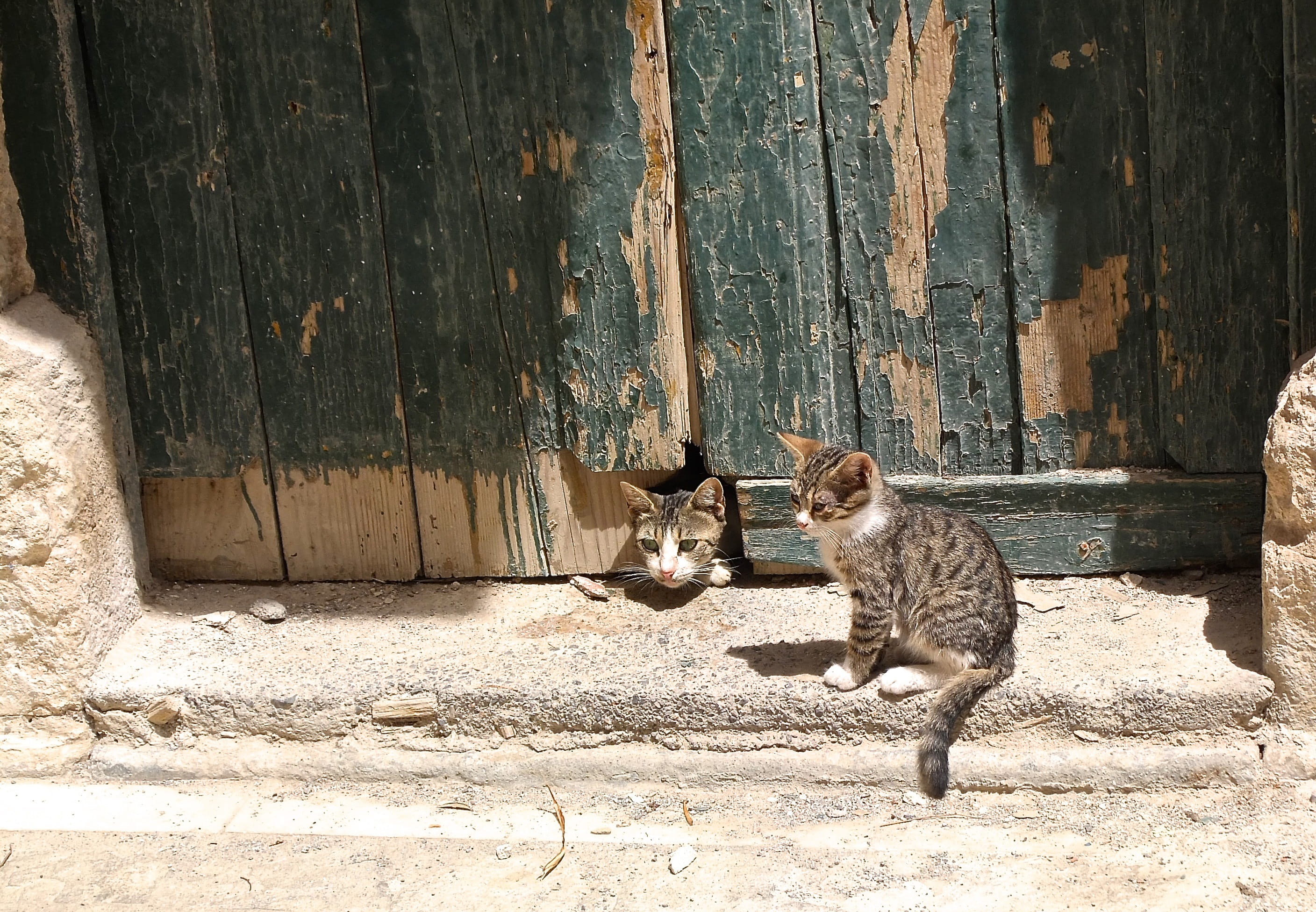 young cat, catch, built structure, sitting, kitten, outdoors, animal, hiding place, play, Cat, domestic, domestic cat, domestic animals, whisker, Play, HD Wallpaper