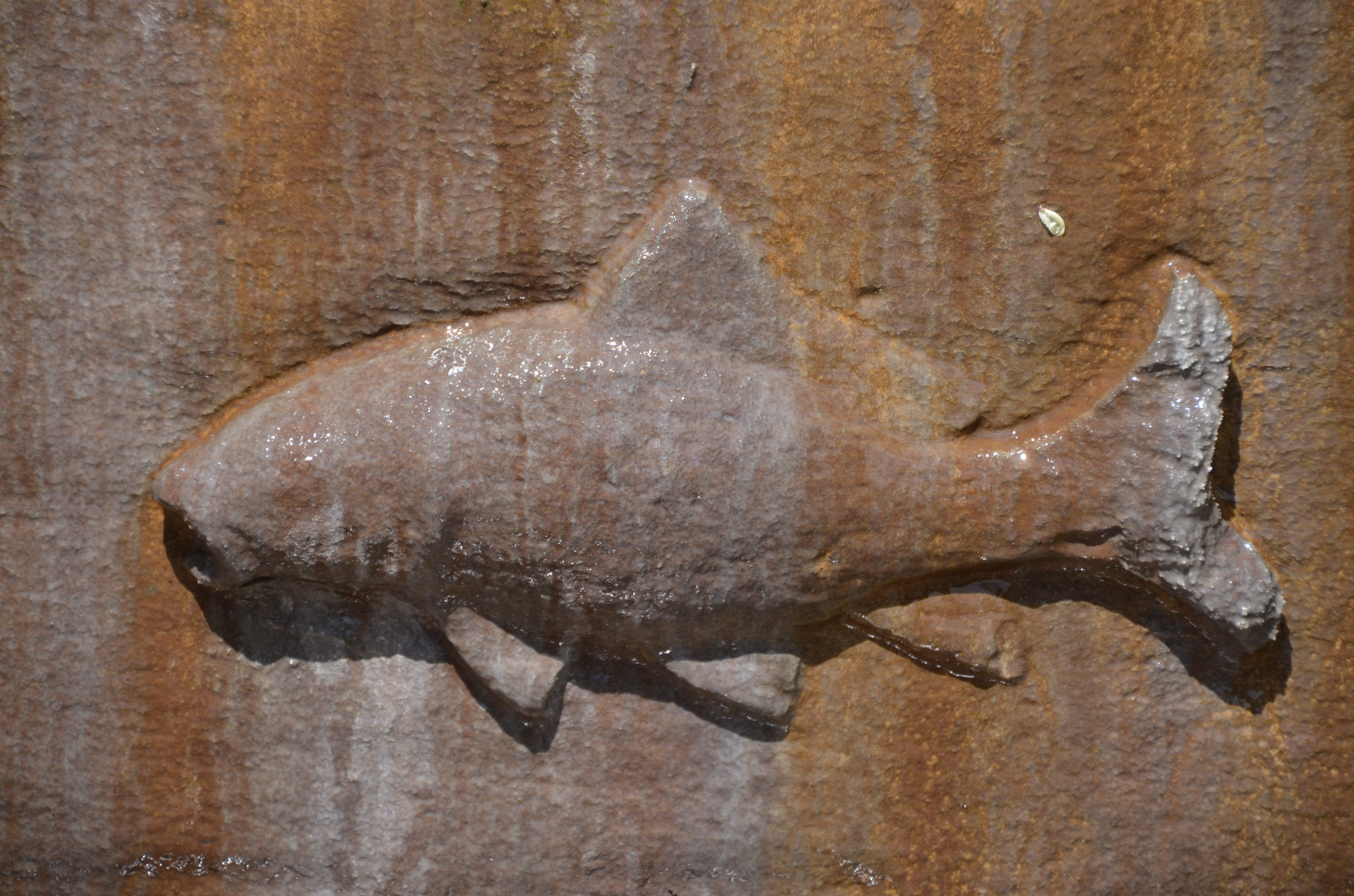 ancient, history, animal wildlife, Handle, animal body part, indoors, 4K, vertebrate, Goal, no people, Door, Input, close-up, Metal, nature, Fish, food, HD Wallpaper