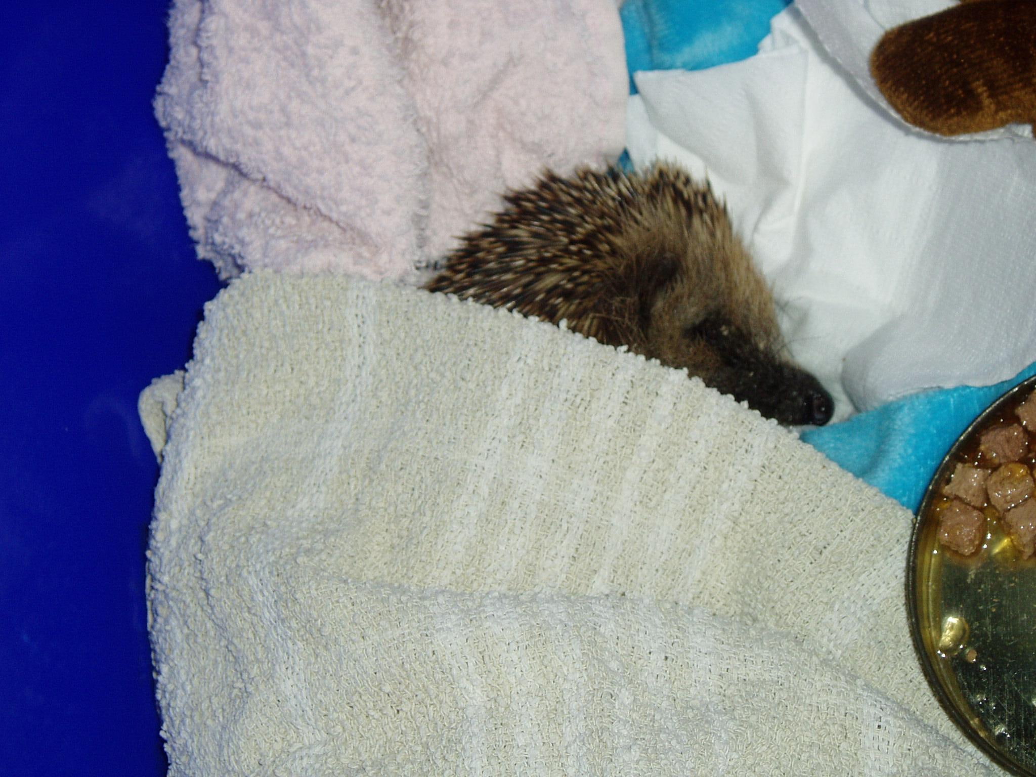 warmth, poorly, hope, 1080P, blanket, hedgehog, animals, HD Wallpaper