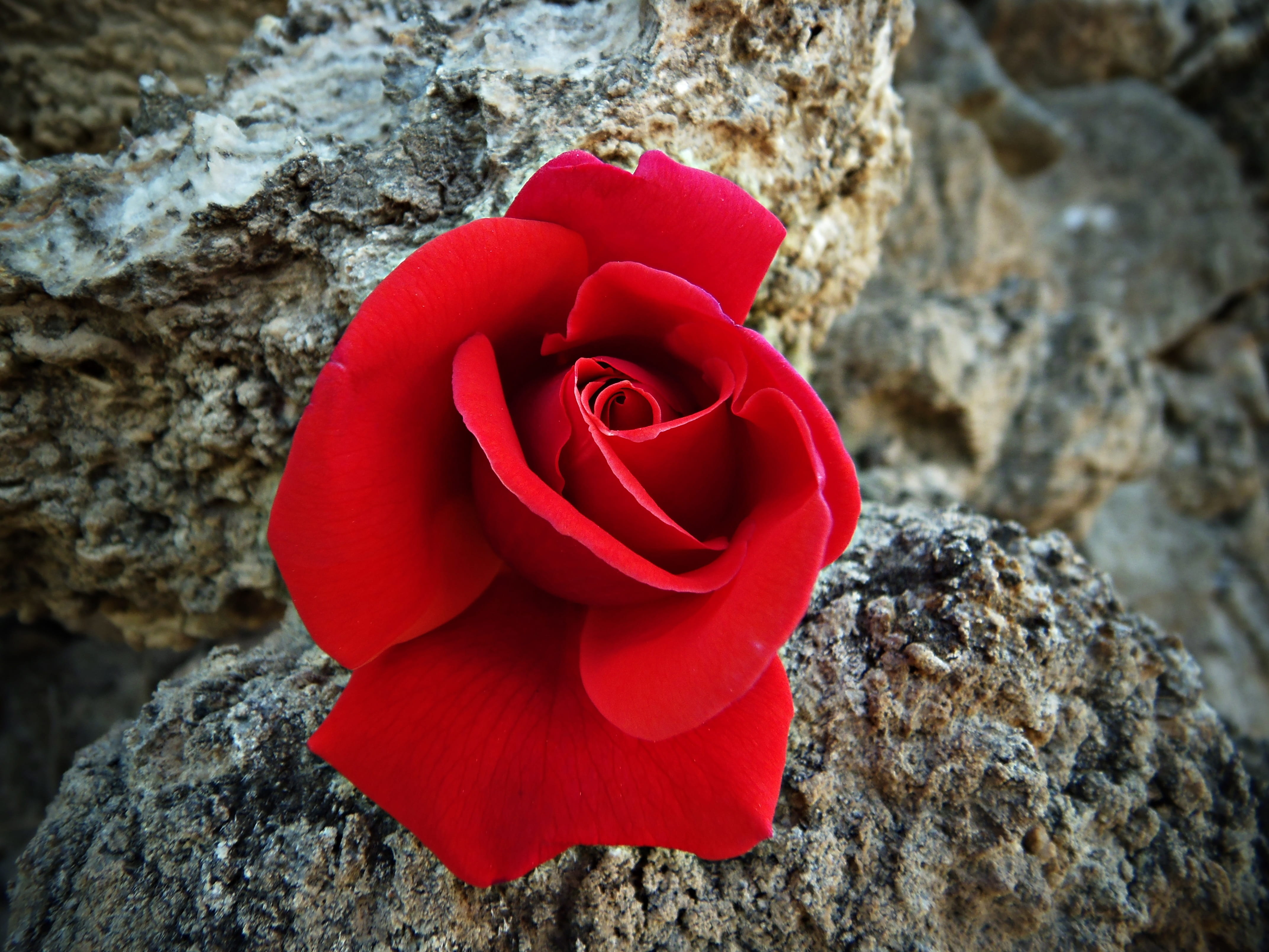 garden, no people, rock, vulnerability, petals, positive emotion, flower head, freshness, red, nature, warmth, close-up, plants, petal, solid, valentines day - holiday, HD Wallpaper