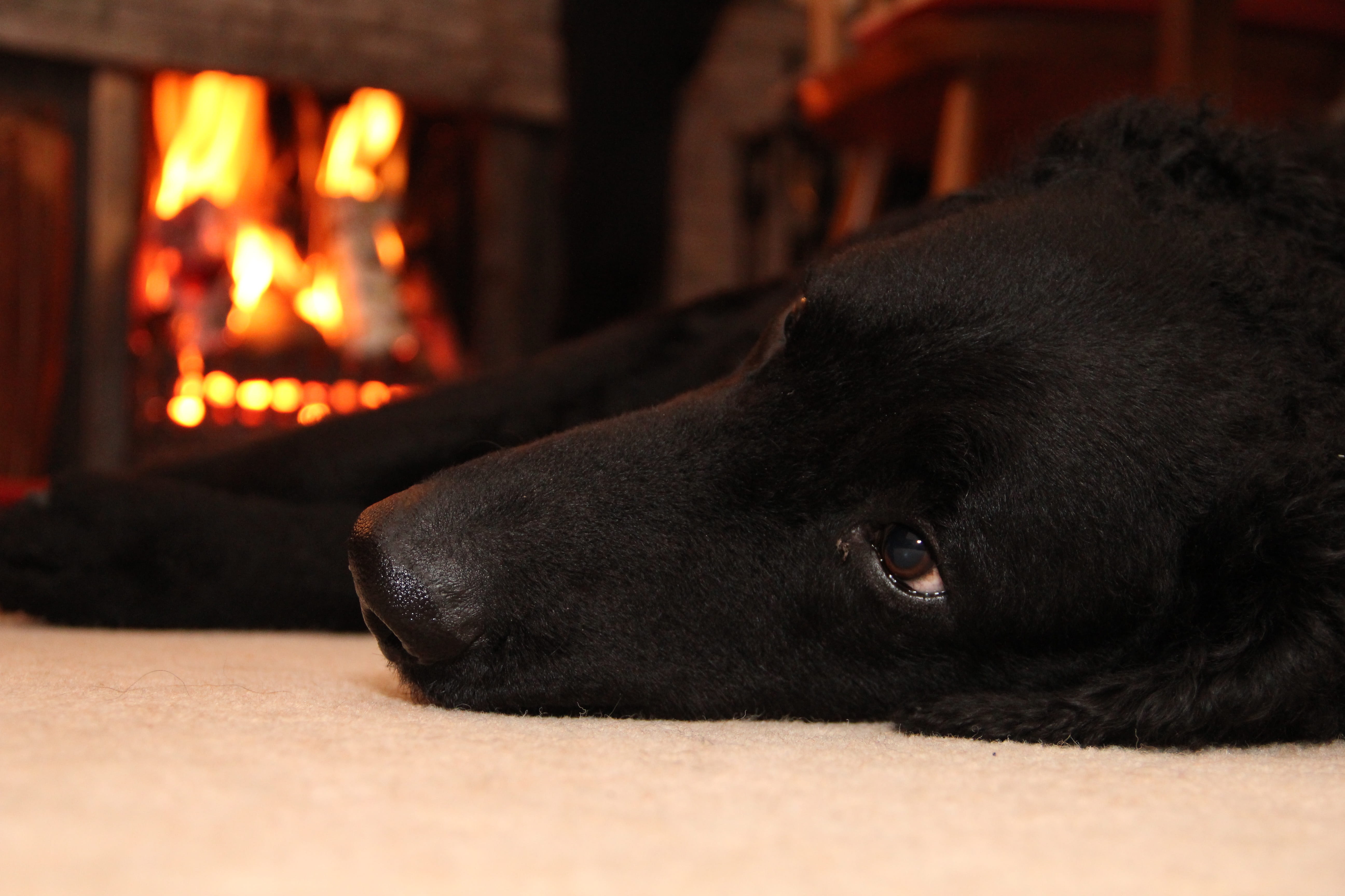 domestic animals, black color, Fire, Pet, lying down, one animal, mat, indoors, area, mammal, pets, close-up, black, fire - natural phenomenon, domestic, HD Wallpaper
