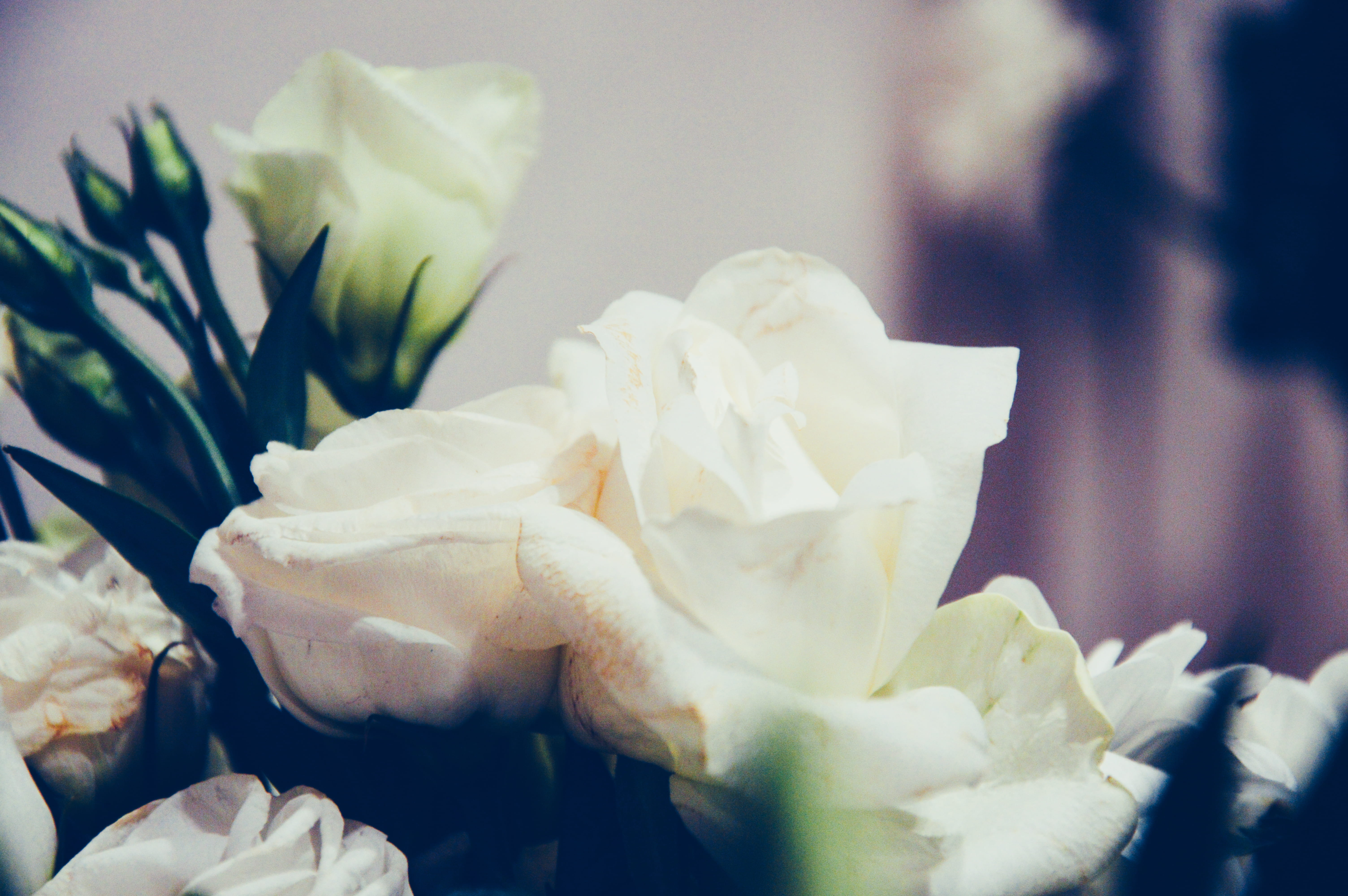 rose, petals, inflorescence, day, fragility, flora, freshness, 5K, focus on foreground, petal, roses, flower, close-up, bouquet, bloom, flowering plant, HD Wallpaper
