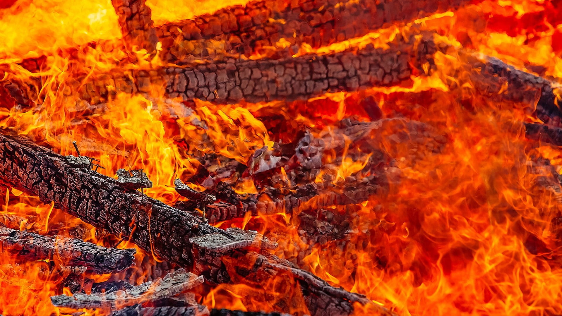 firewood, full frame, beauty in nature, burning, nature, tree, fire - natural phenomenon, outdoors, fire, log, forest, wood - material, flame, plant, close-up, HD Wallpaper