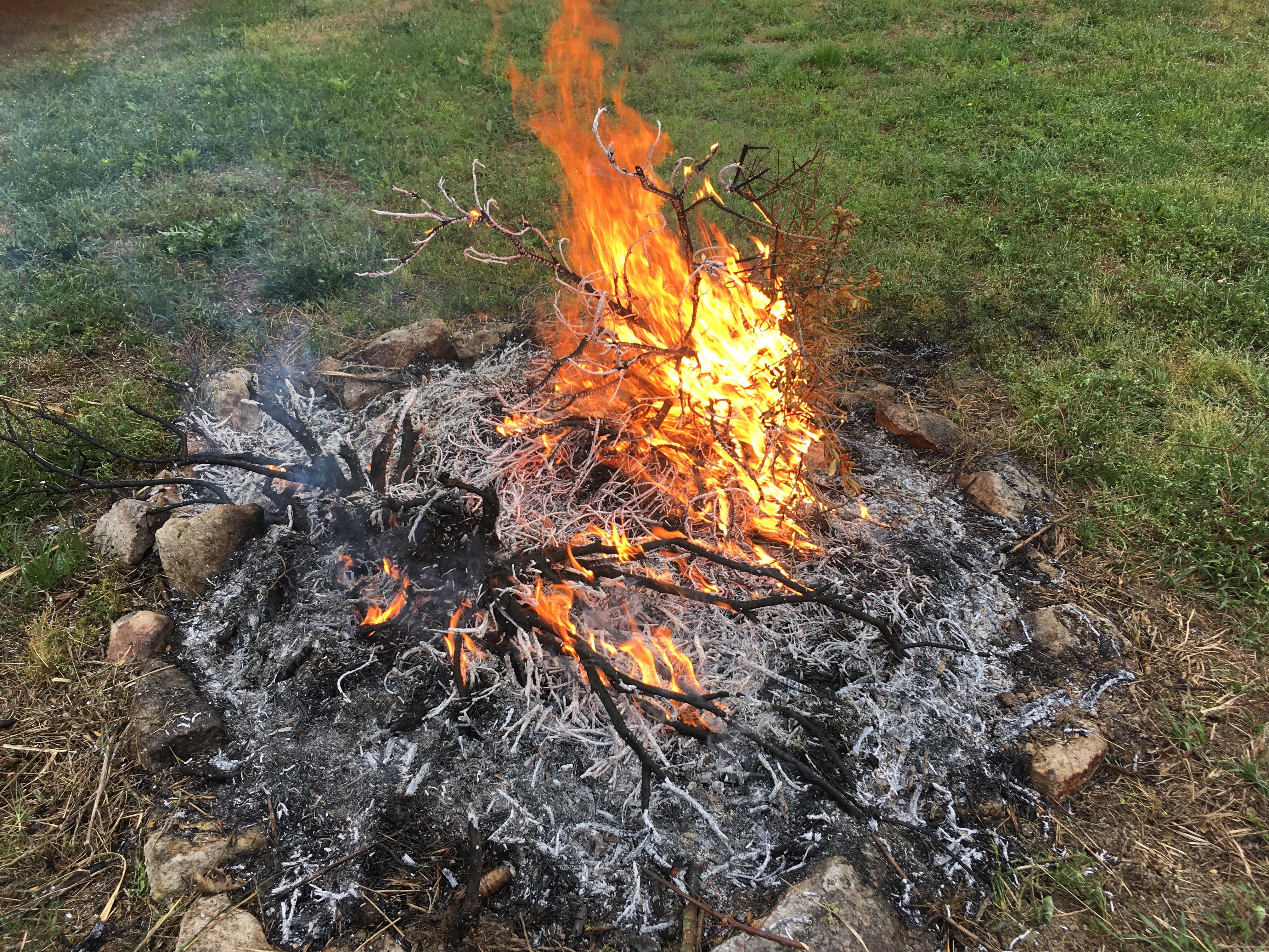 plant, glowing, ash, smolder, day, outdoors, burning, 4K, log, flame, land, nature, bonfire, burn, field, fire, no people, grass, fire - Natural Phenomenon, HD Wallpaper
