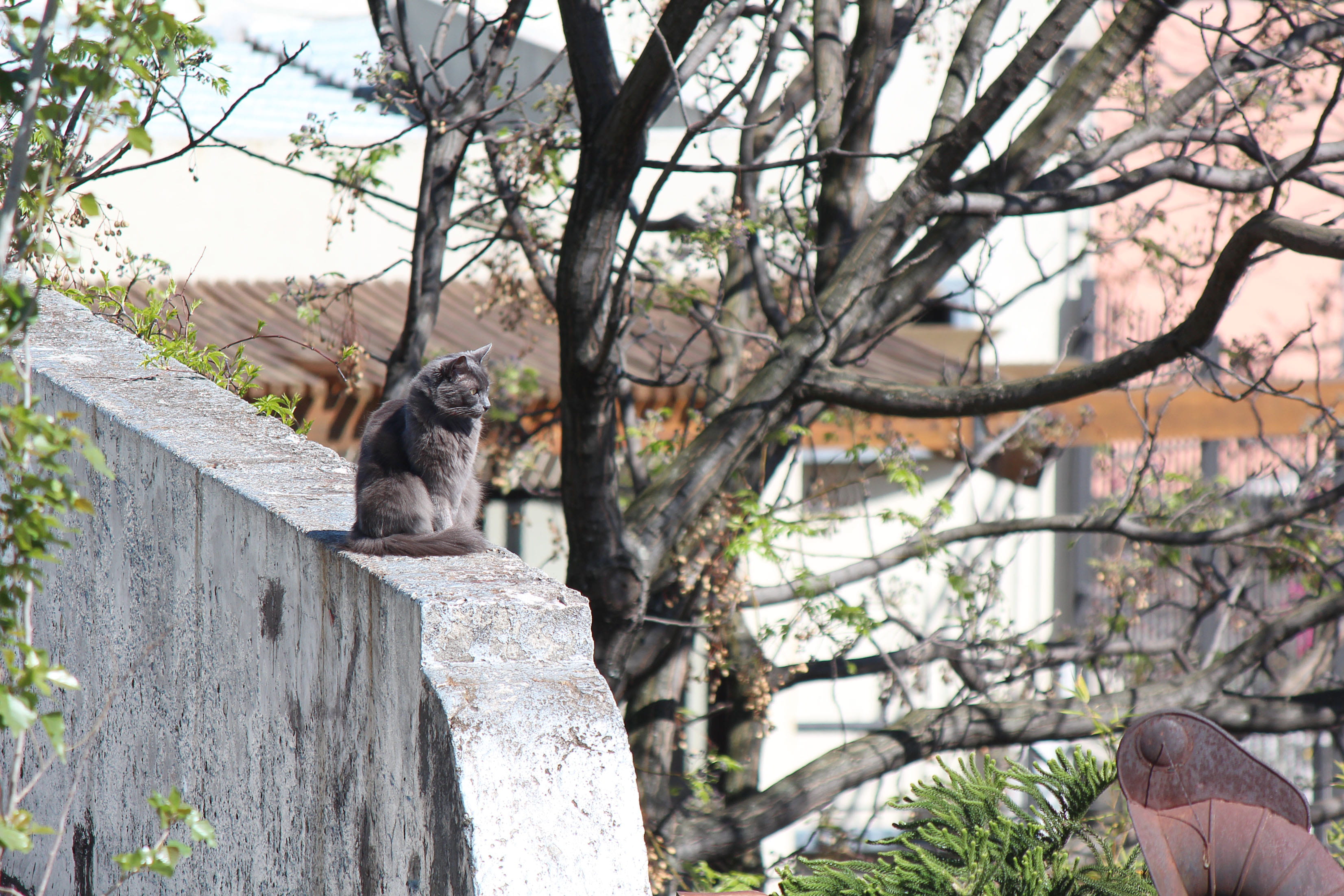 nature, roof, rooftop, 2K, wild, people, plant, focus on foreground, city, cat, pets, animal wildlife, feline, animals, branch, animals in the wild, day, HD Wallpaper