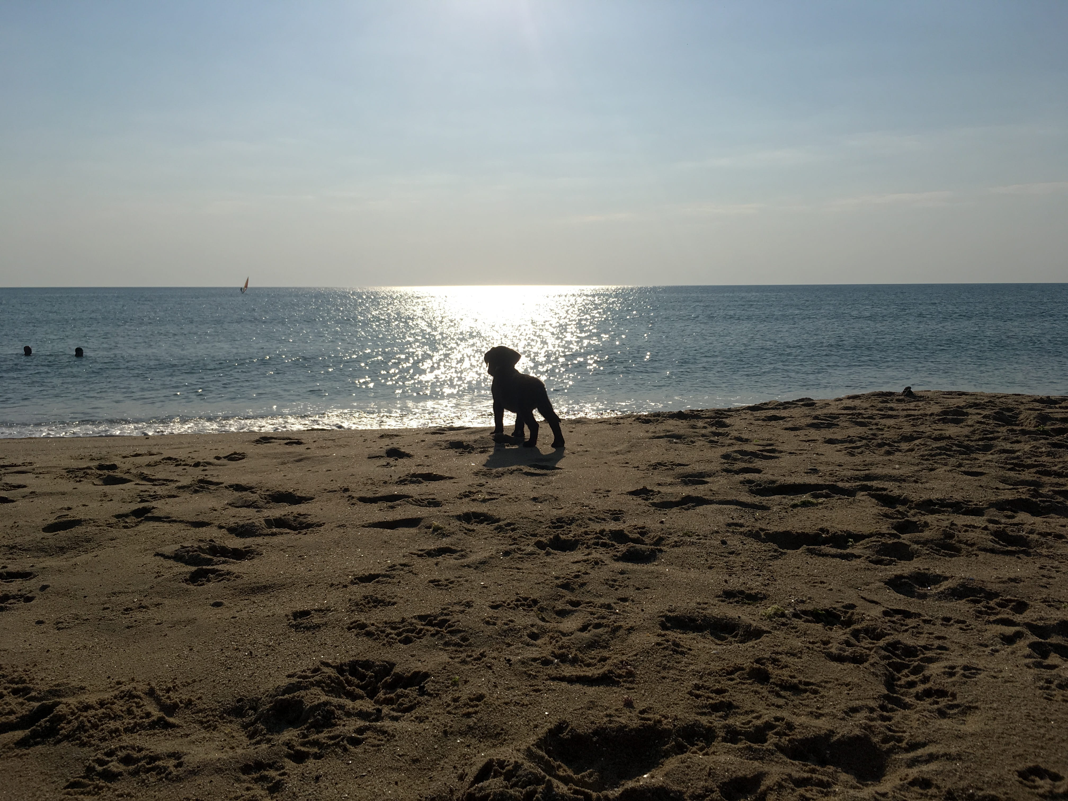 scenics - nature, silhouette, labrador, horizon, leisure activity, tranquility, beach, real people, dog, sun gazing, one person, puppy, sand, lifestyles, HD Wallpaper
