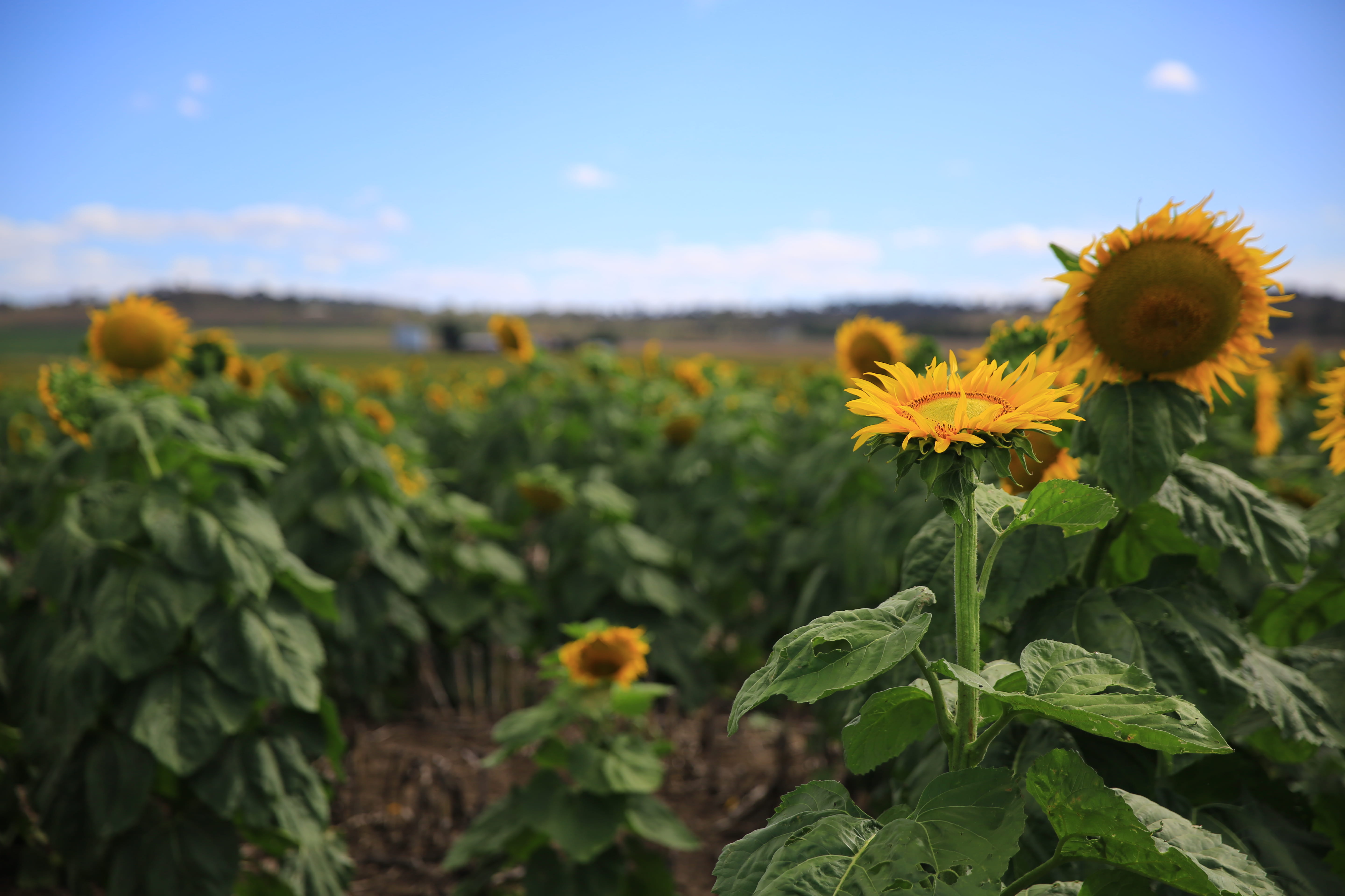 flowering plant, flower, clouds, no people, flower head, plant part, vulnerability, yellow, close-up, basking, stem, growth, beauty in nature, sky, freshness, HD Wallpaper