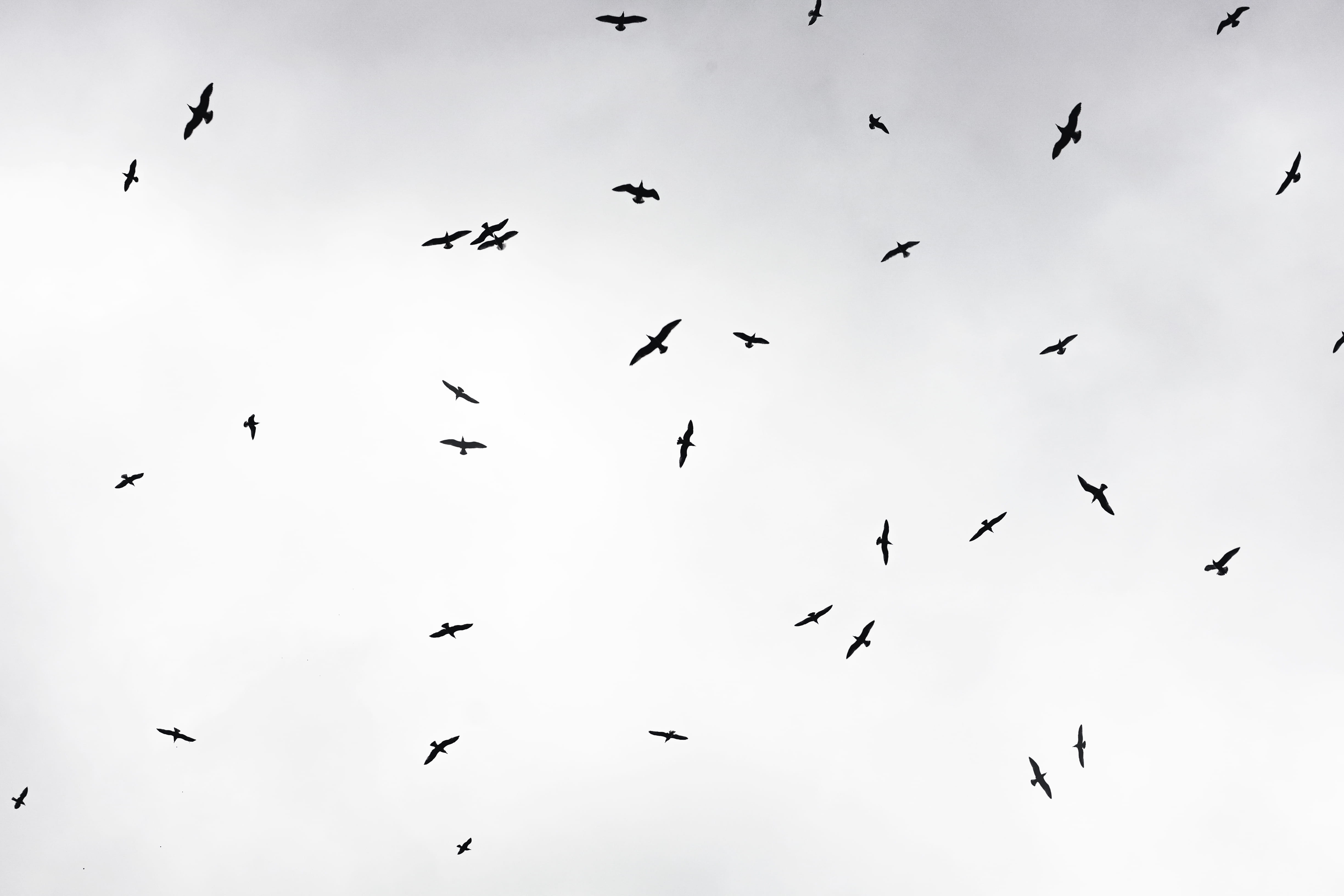 animal, sky, vertebrate, flying, bw, nature, group of animals, large group of animals, beauty in nature, mid-air, flapping, animals in the wild, bird, fujifilm, HD Wallpaper