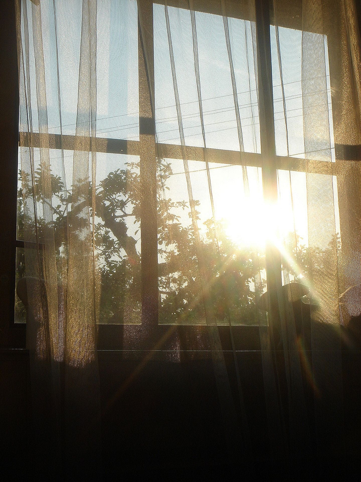 Sun, bright, lens flare, no people, day, sunset, tree, Window, 1080P, textile, brightly lit, sky, Morning, Dawn, transparent, architecture, sunbeam, plant, Phone HD Wallpaper
