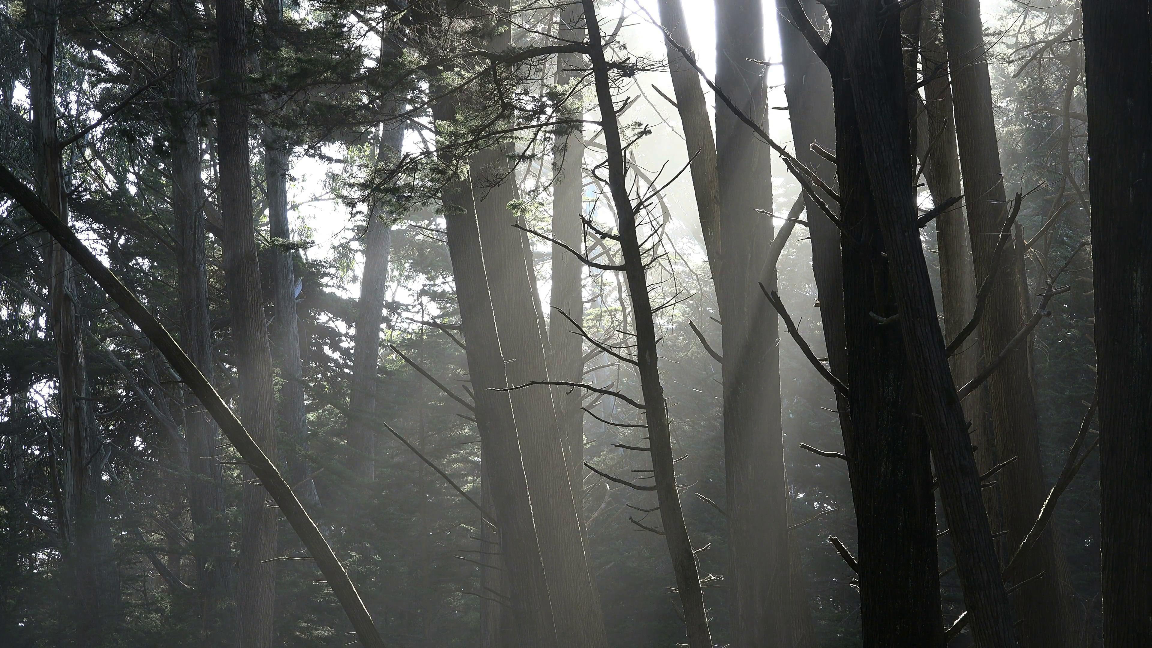 united states, mist, 4K, trees, woods, sunlight, fort ross, sunbeams, california, sunbeam, forest, woodland, HD Wallpaper