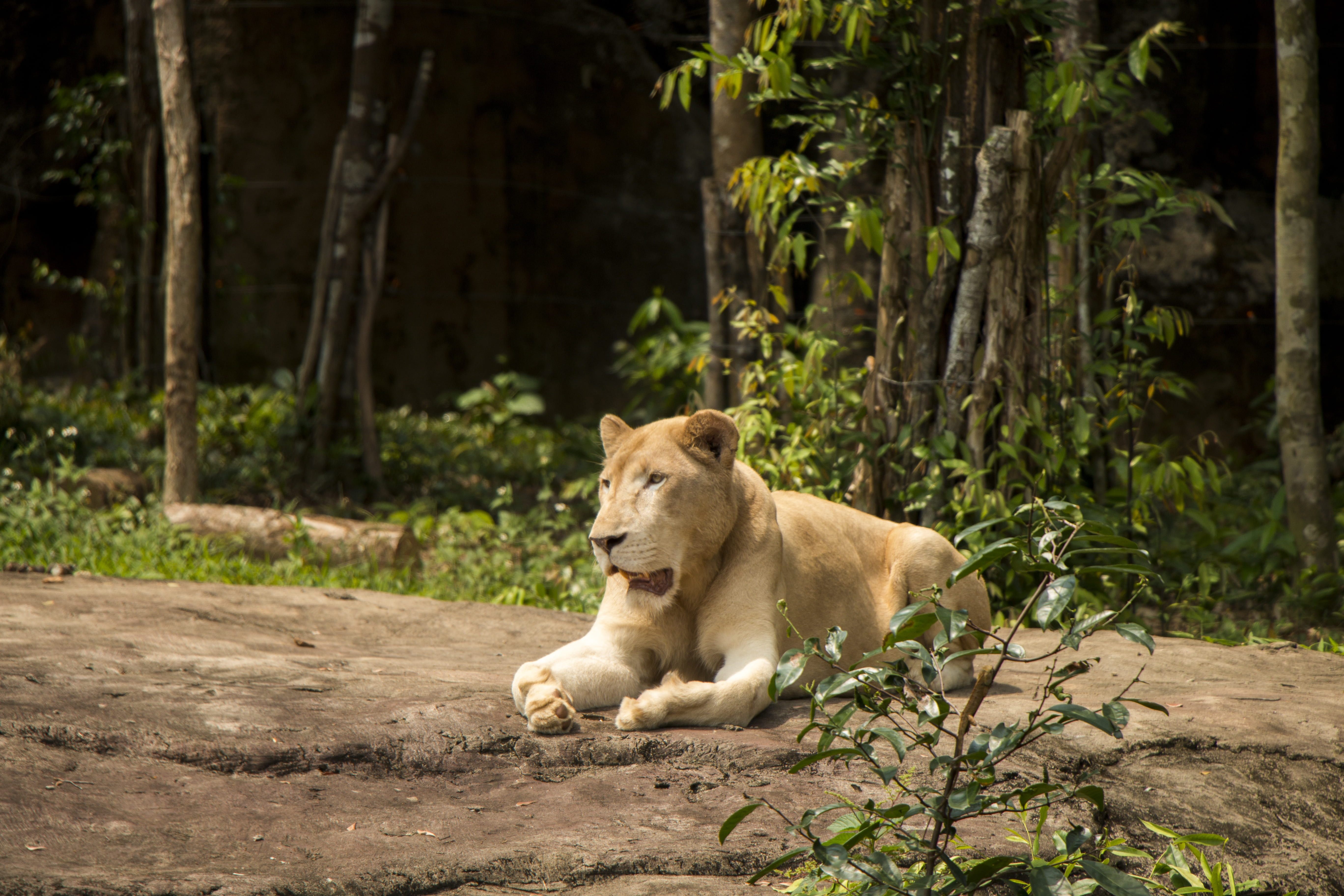 nature, lie, vertebrate, land, big cat, domestic animals, lioness, no people, plant, feline, one animal, resting, wilderness, forest, tree, zoological garden, HD Wallpaper