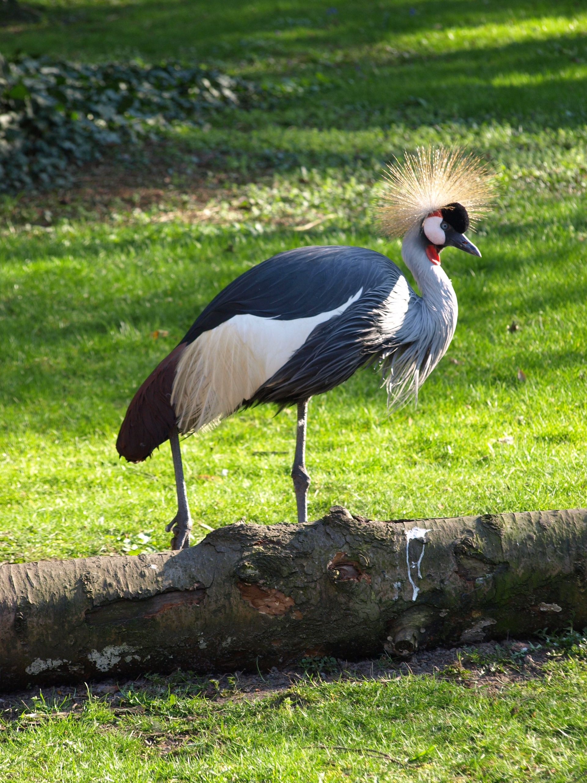 beak, plant, bird, grey crowned crane, 2K, zoological garden, animal neck, outdoors, animal wildlife, vertebrate, full length, plume, one animal, animal, Phone HD Wallpaper