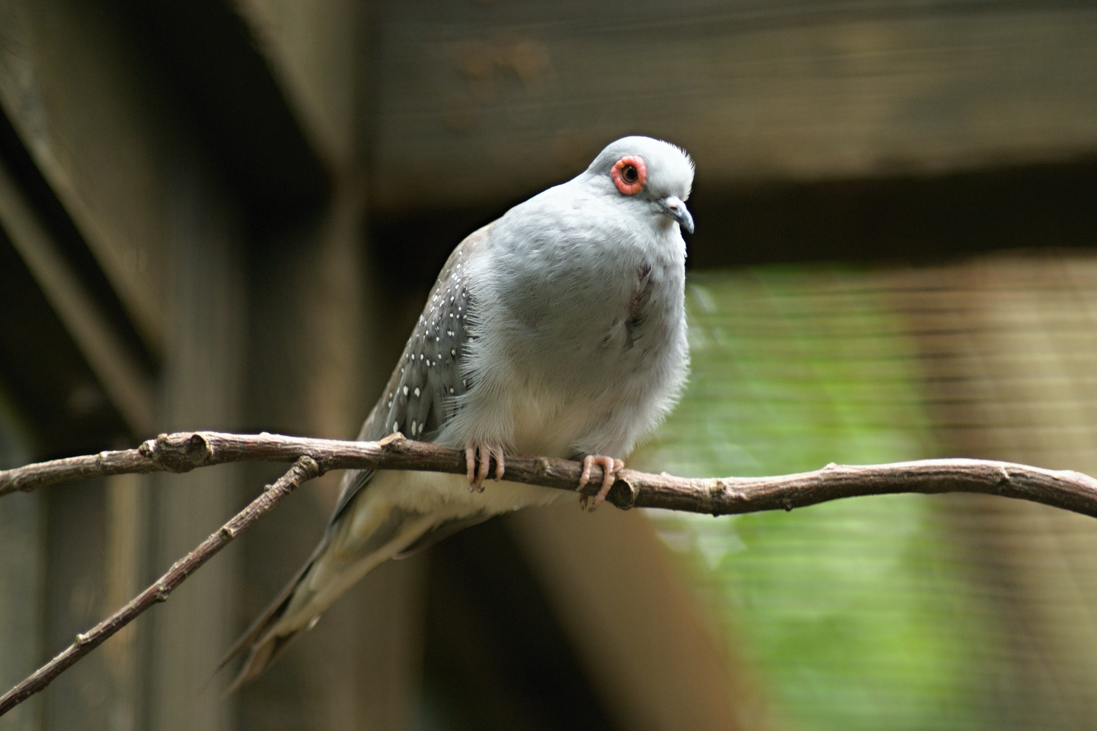 animal wildlife, feather, diamond dove, perching, animals in captivity, 2K, one animal, focus on foreground, zoo, day, wildlife, vltavou, animals in the wild, HD Wallpaper