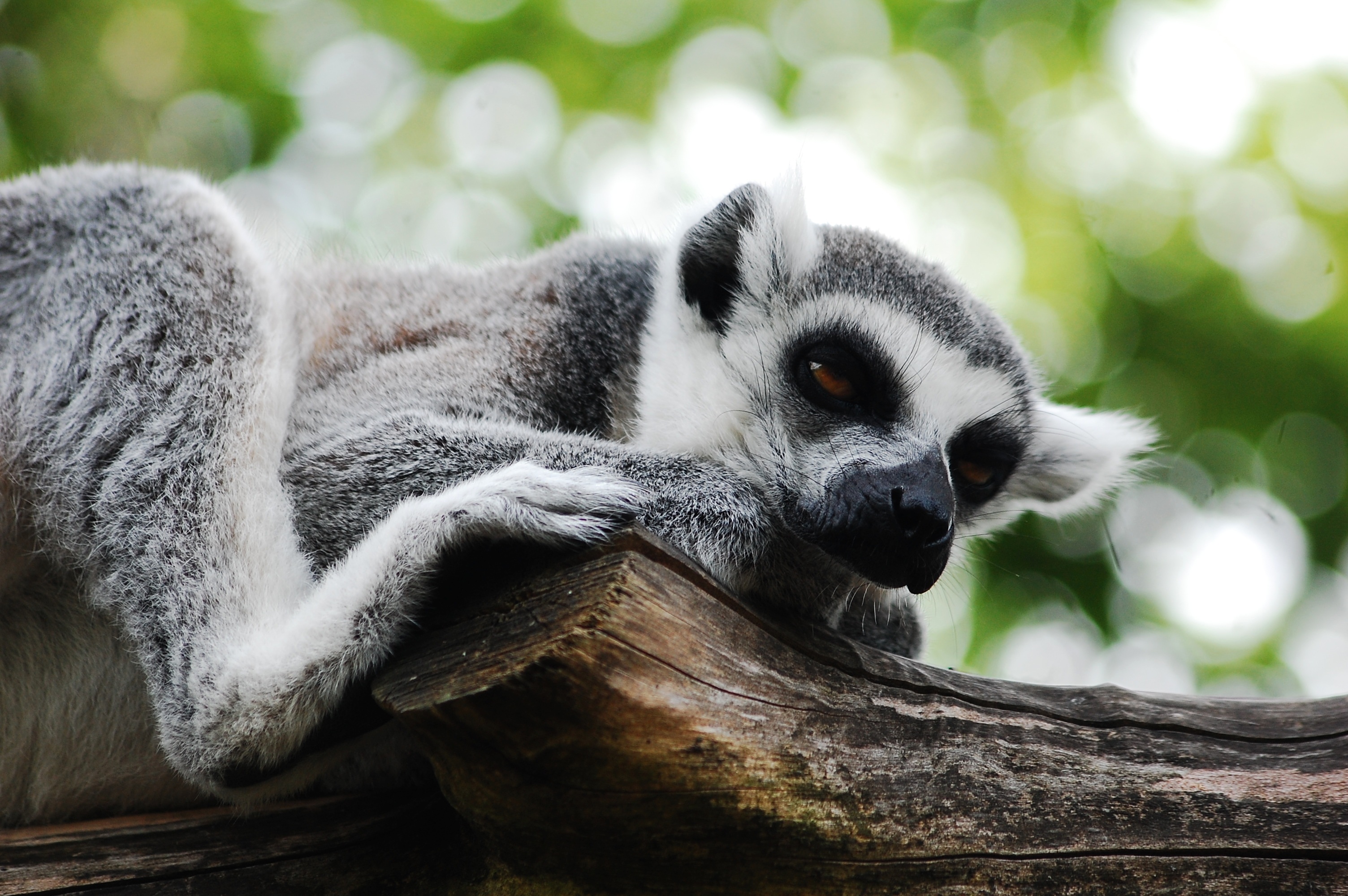 mammal, one animal, sitting, lemur, focus on foreground, resting, nature, plant, animal, sleeps, zoological garden, relaxation, wild animal, tree, animal themes, HD Wallpaper